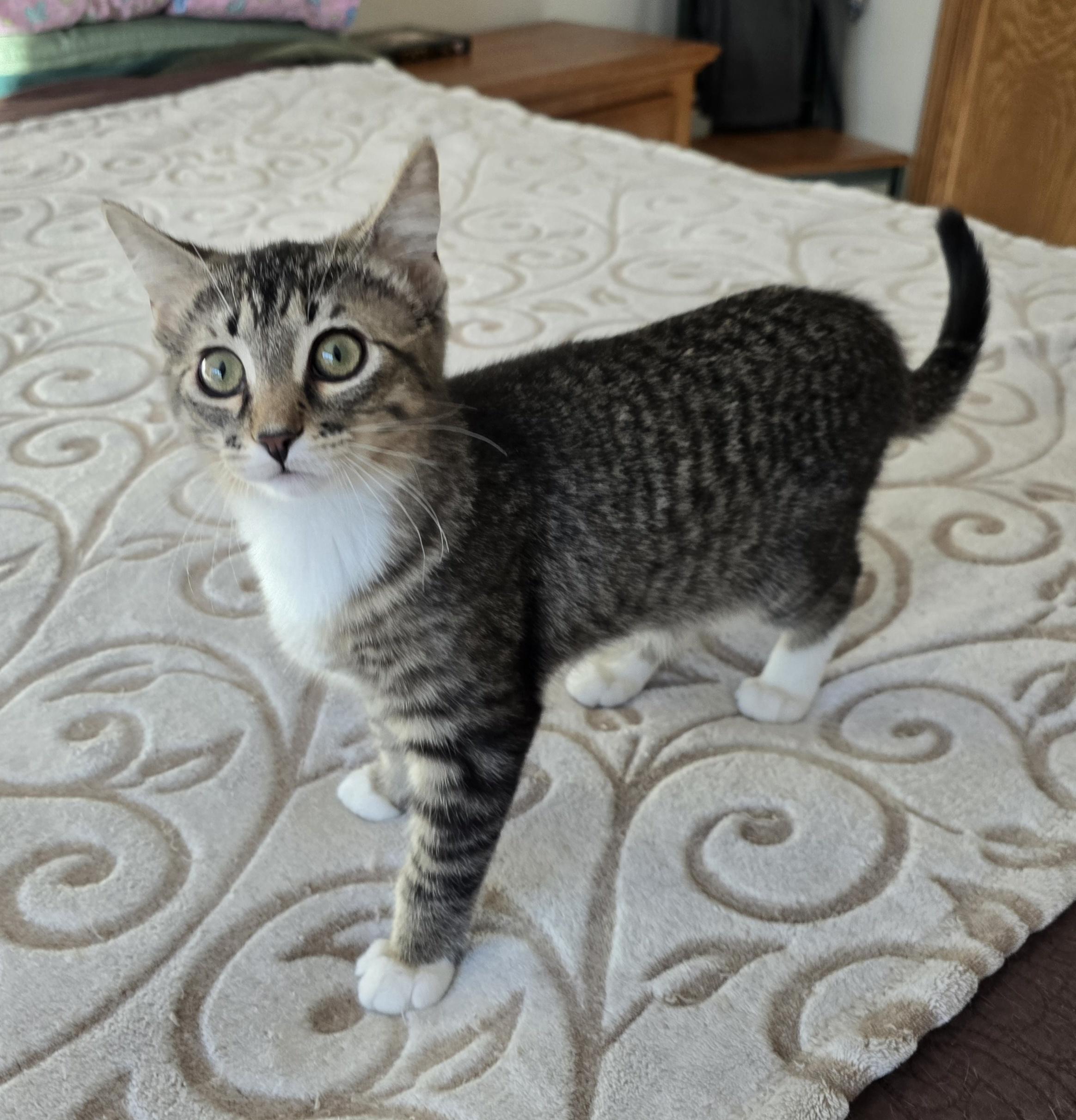 Enlarge Prada, a ADOPTABLE Domestic Short Hair in Fargo, ND image 3/4