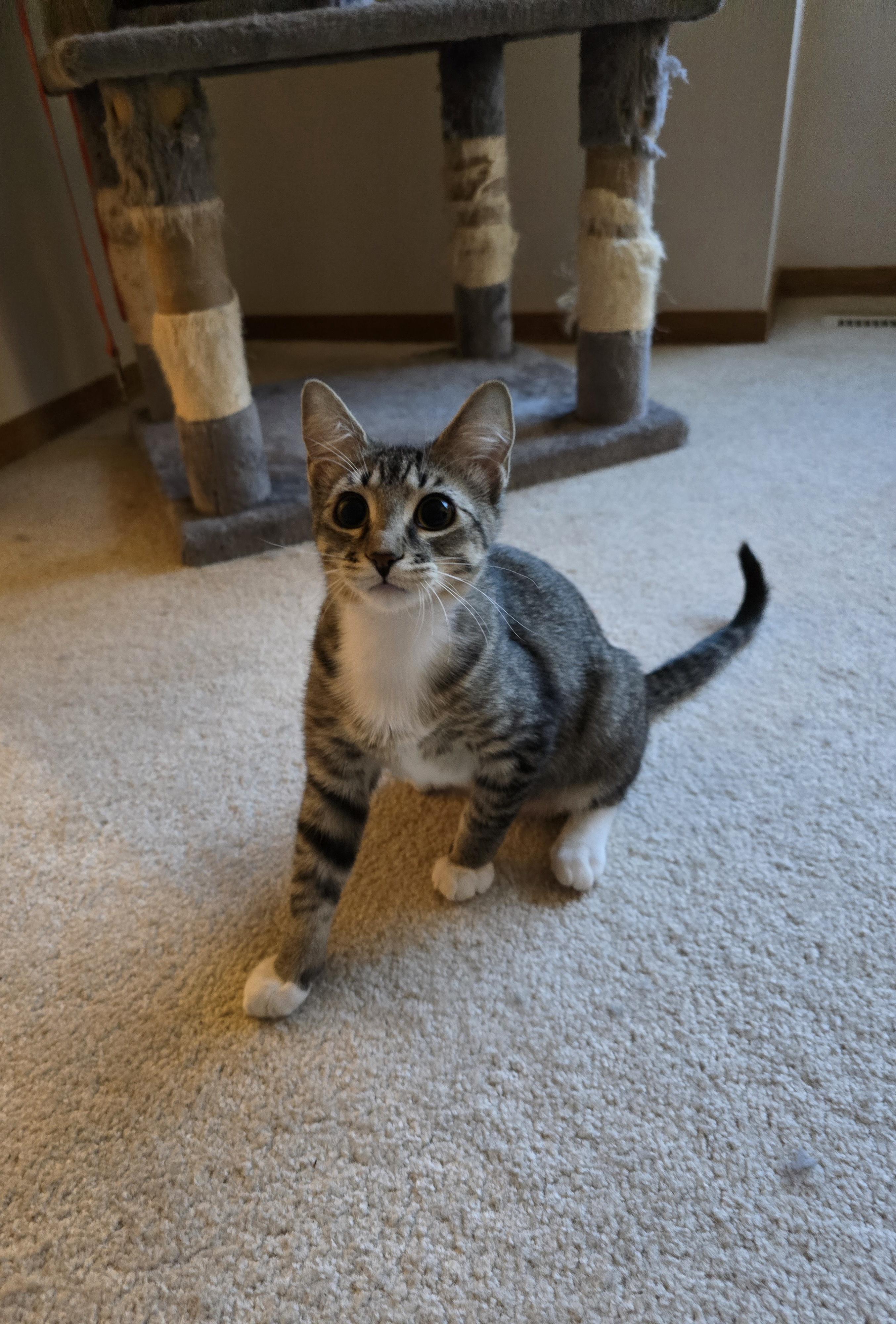 Enlarge Prada, a ADOPTABLE Domestic Short Hair in Fargo, ND image 4/4