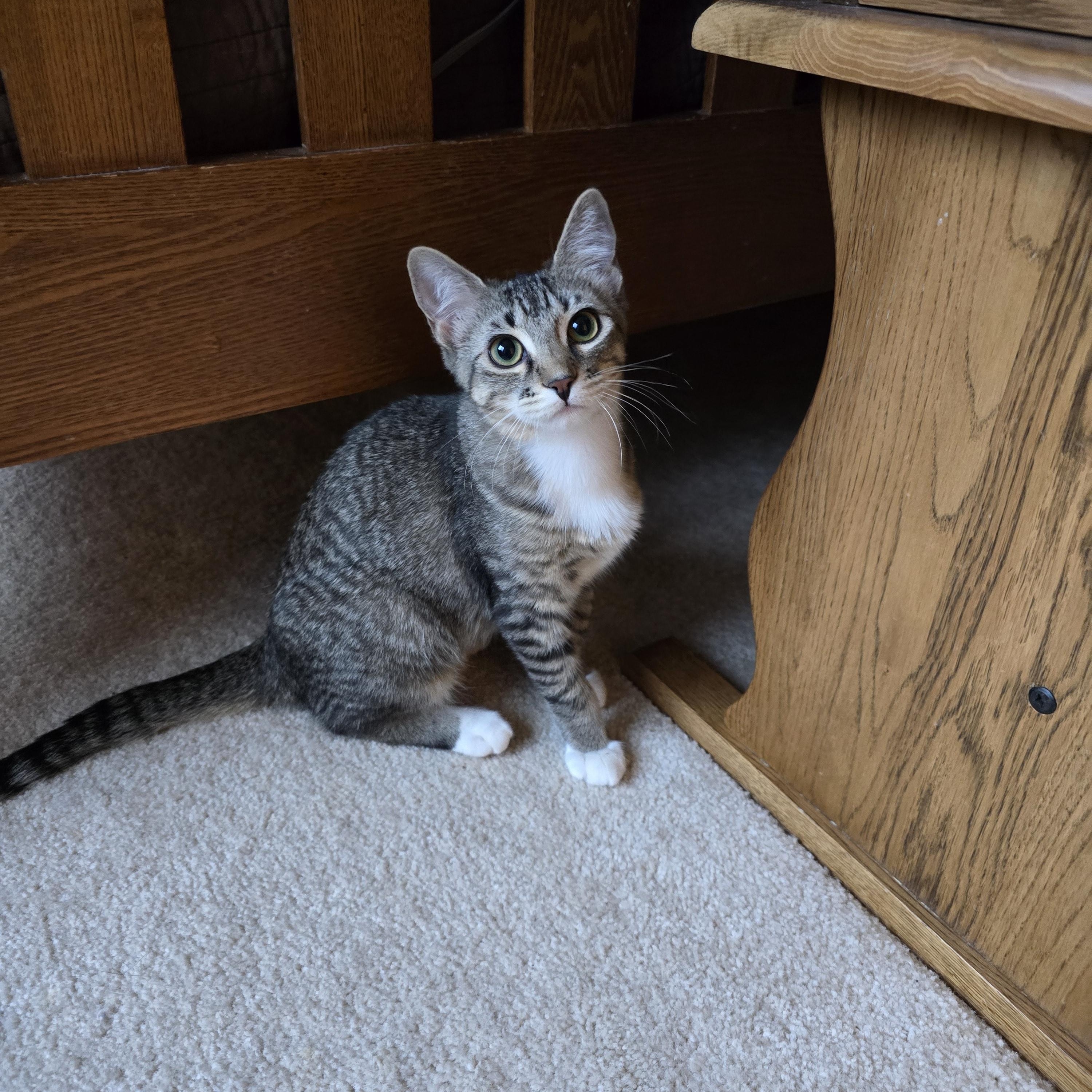 Enlarge Prada, a ADOPTABLE Domestic Short Hair in Fargo, ND image 2/4