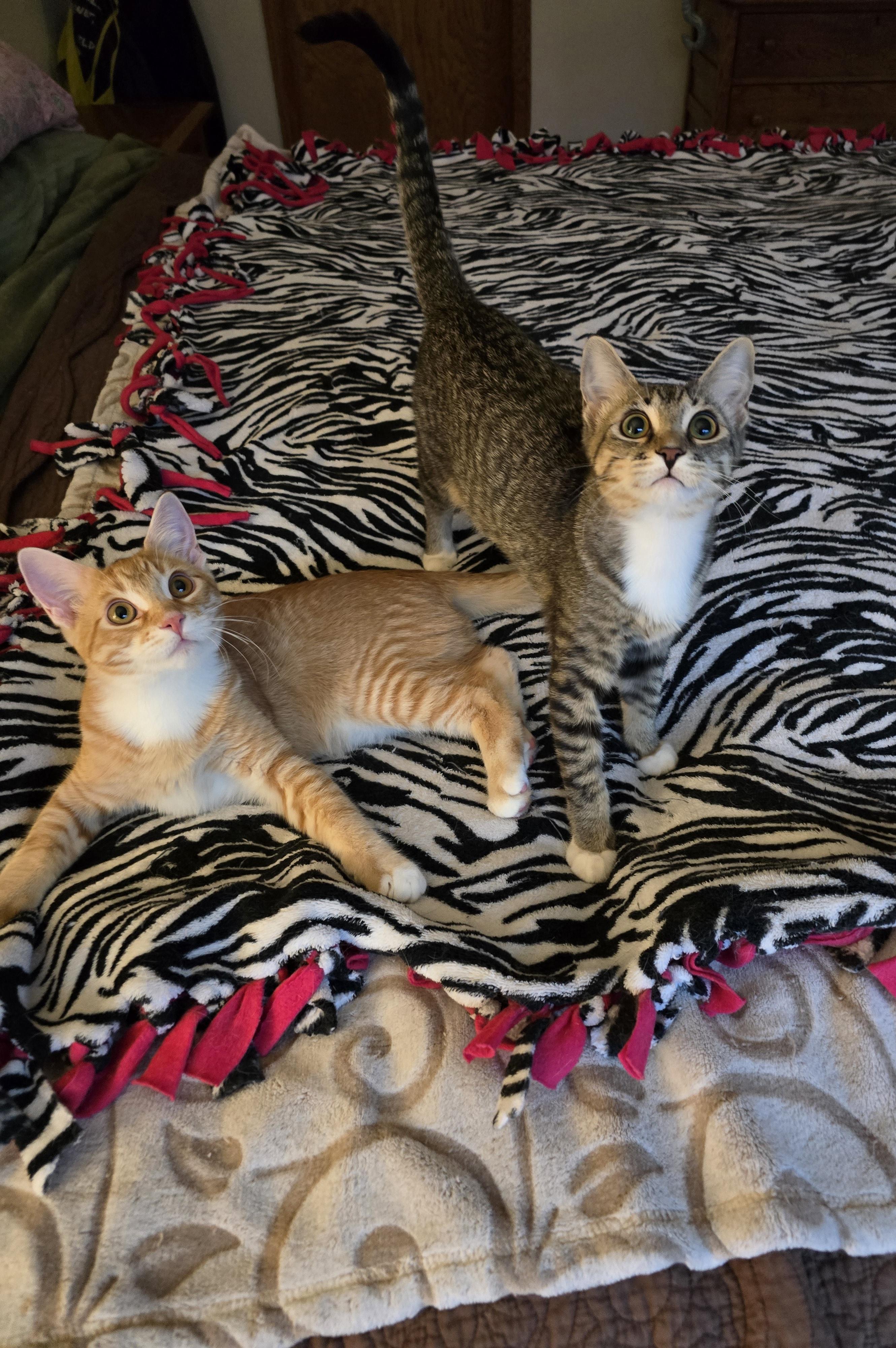 Enlarge Prada, a ADOPTABLE Domestic Short Hair in Fargo, ND image 3/4