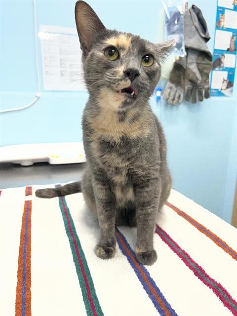 ALICIA, Adoptable, Young Female Domestic Short Hair.