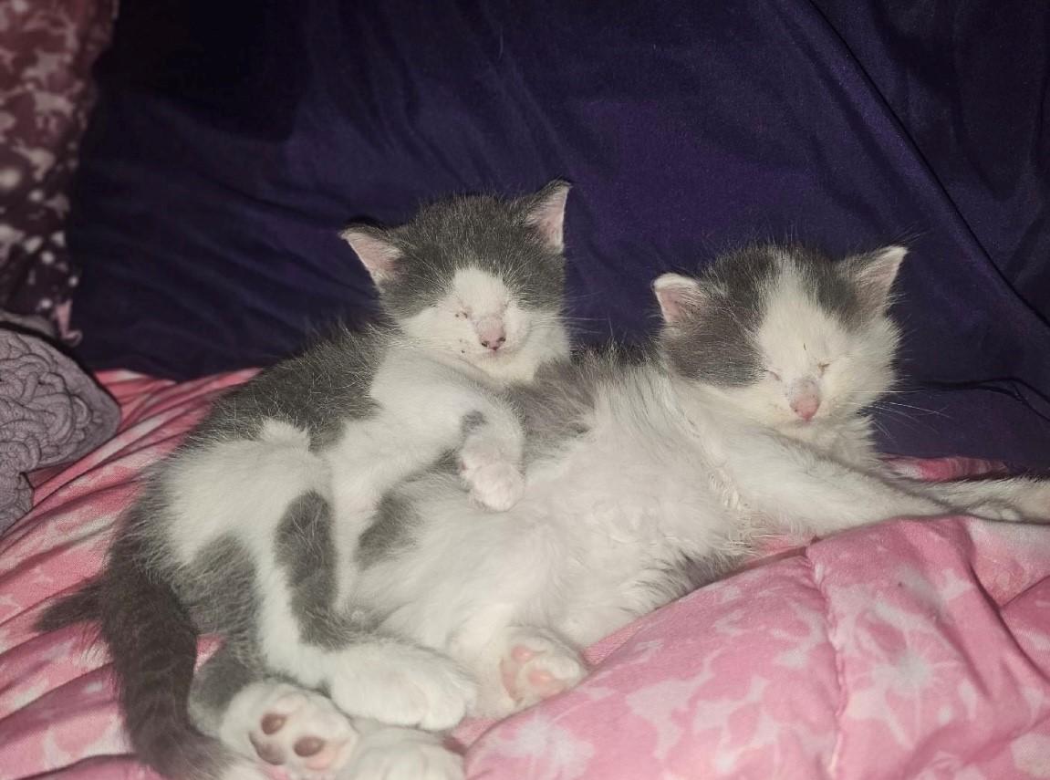 Hopper(short haired) & Happy(long haired), Baby Male Domestic Long Hair