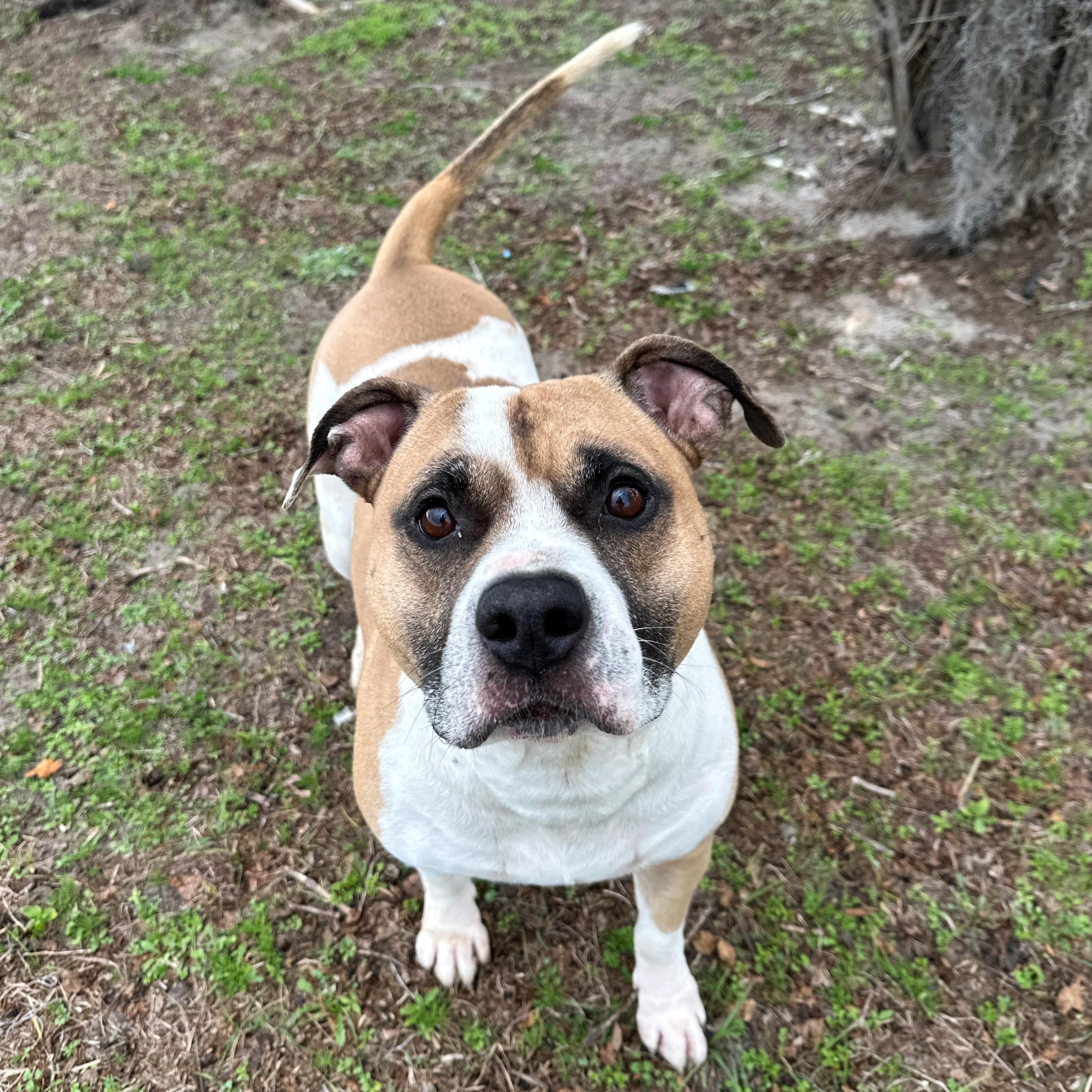 Fat Man, ADOPTABLE, Young Male Bulldog.