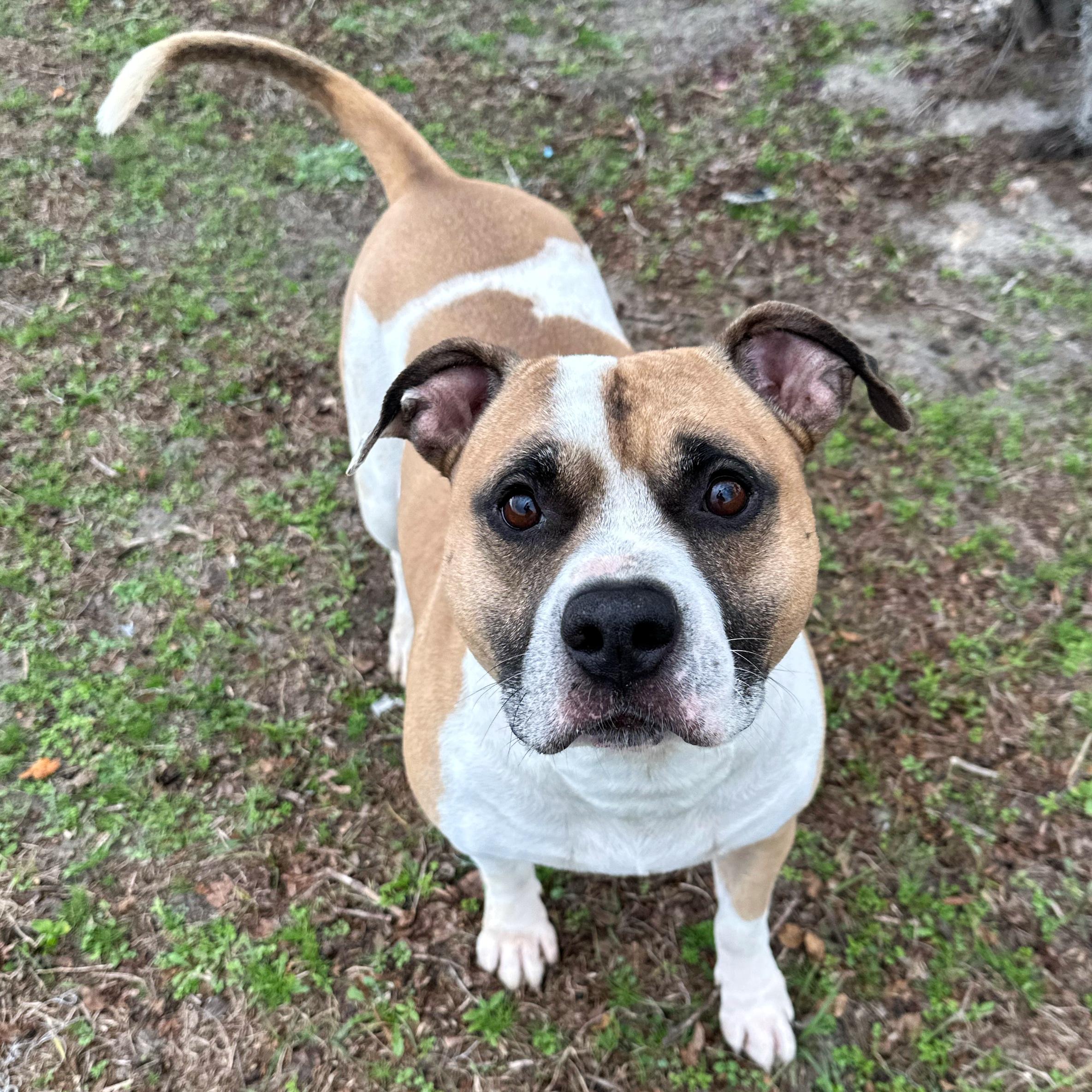 Enlarge Fat Man, a ADOPTABLE mixed breed in Valdosta, GA image 2/3