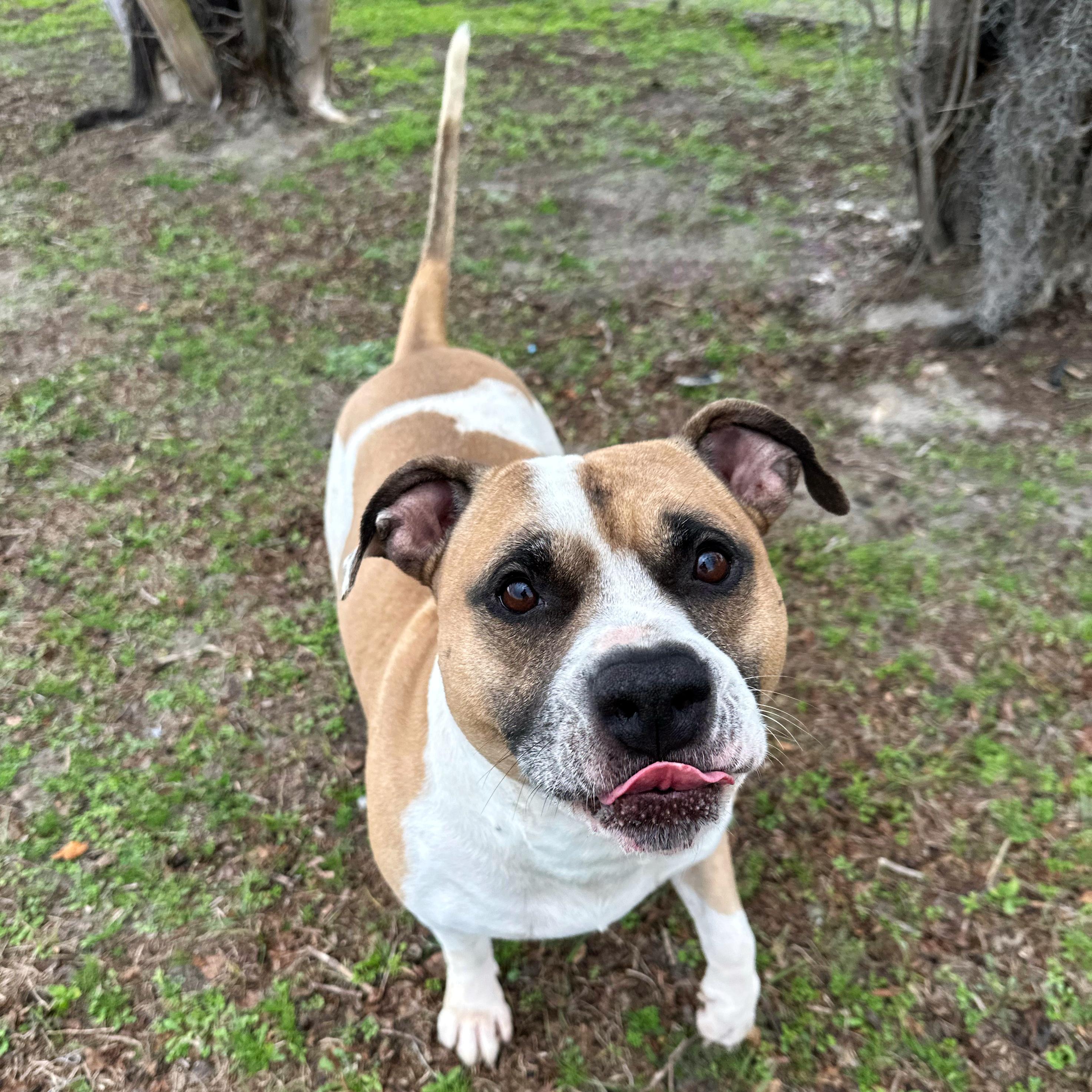 Enlarge Fat Man, a ADOPTABLE mixed breed in Valdosta, GA image 3/3