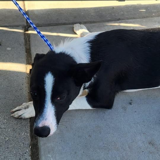 Enlarge 26-1389, a Adoptable Border Collie in Los Banos, CA image 1/1
