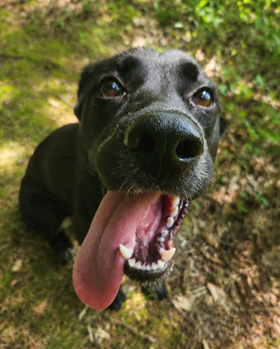Enlarge Riot, a Adoptable mixed breed in Brownsville, VT image 1/1