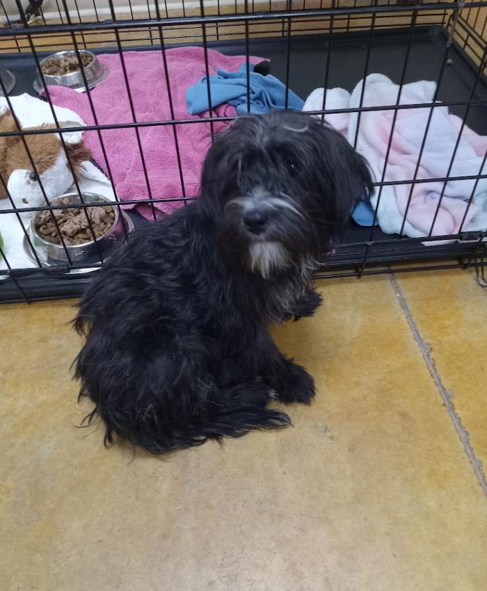 Enlarge Fennel (adoption pending), a Adopted mixed breed in Austin, MN image 1/1