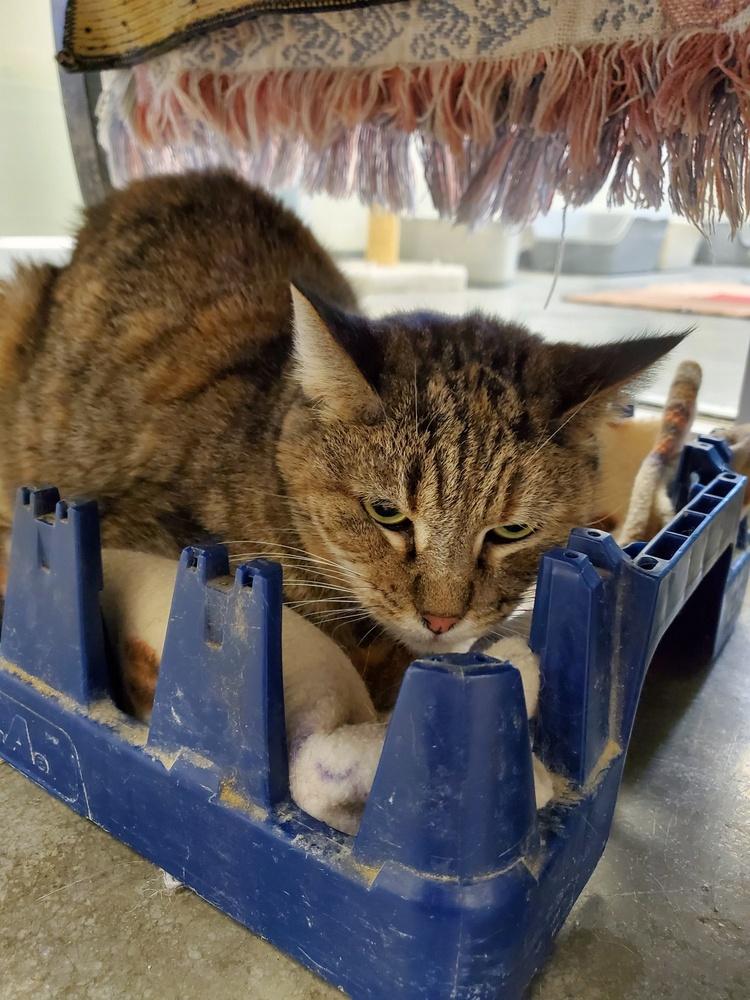 Cagney, Adopted, Senior Female American Shorthair & Tabby.