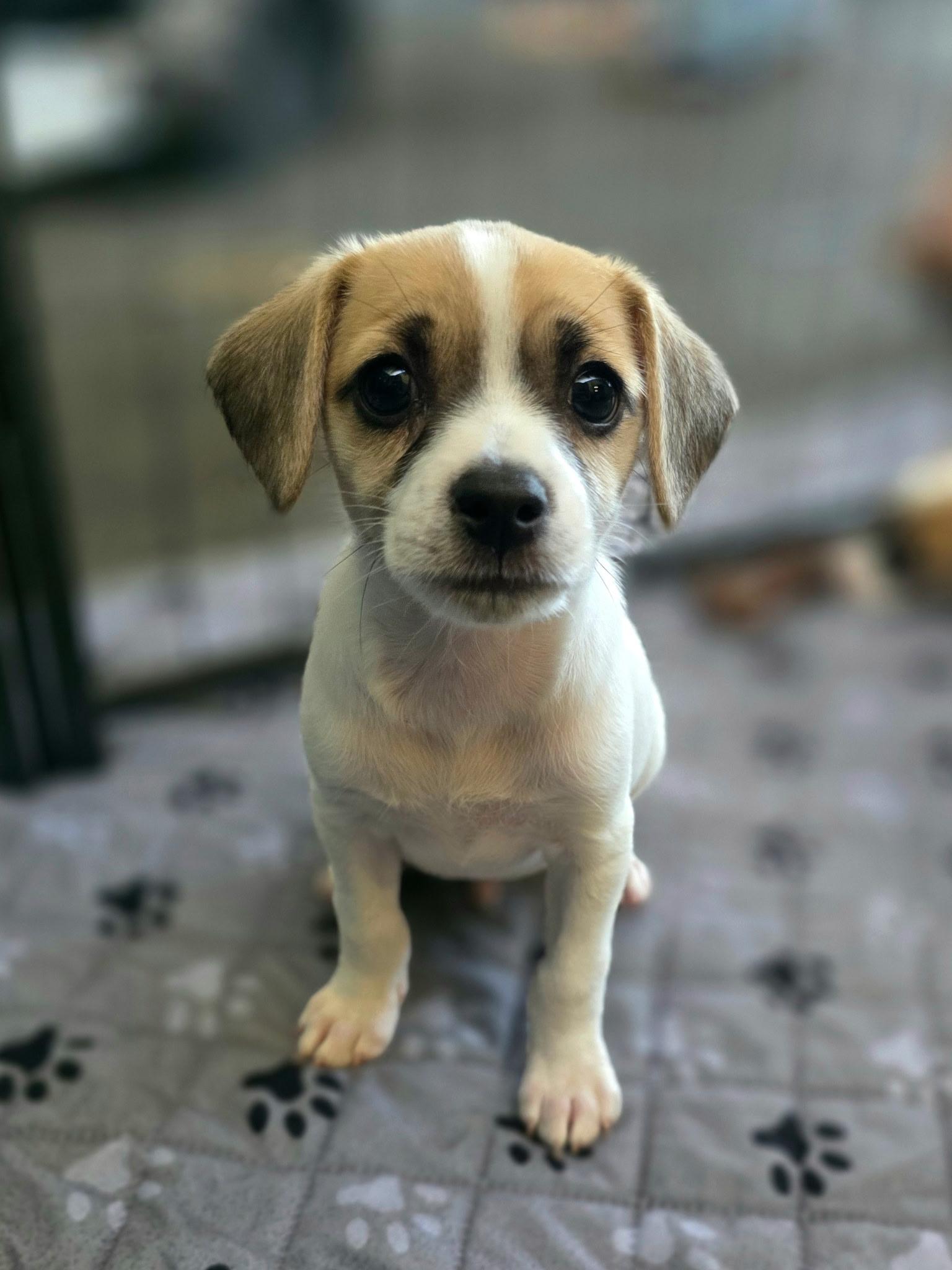 Beau, a ADOPTABLE mixed breed in Penryn, CA image 1/2