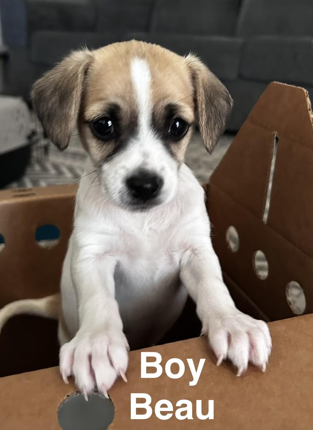 Beau, a ADOPTABLE mixed breed in Penryn, CA image 2/2