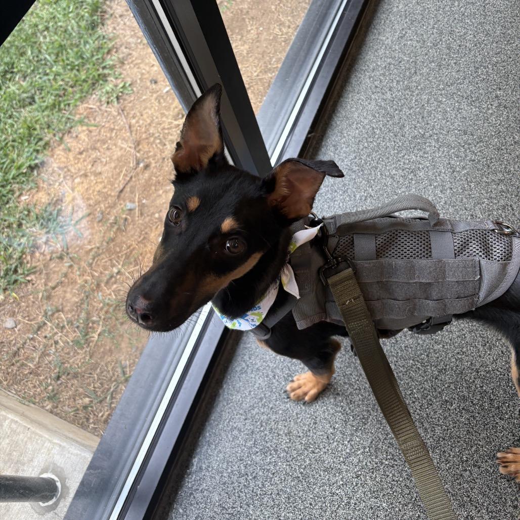 Cartier, Adoptable, Young Female Doberman Pinscher & Mixed Breed.