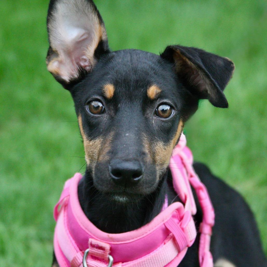 Enlarge Cartier, a Adoptable mixed breed in Allentown, PA image 3/3