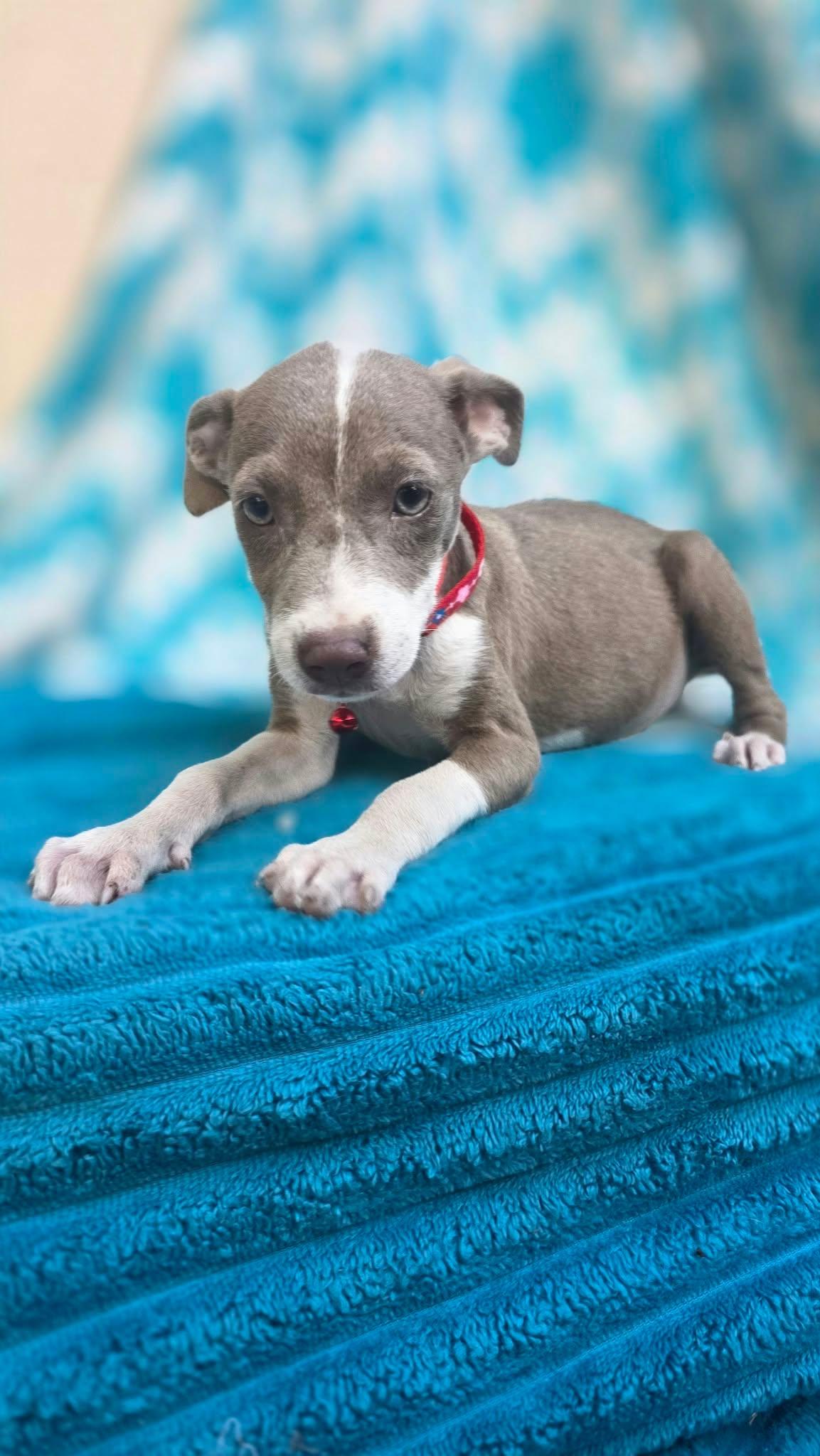 Enlarge Gidget, a Adoptable mixed breed in church point, LA image 5/6