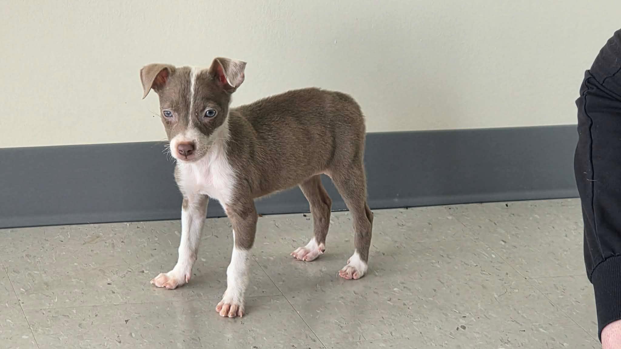 Enlarge Gidget, a Adoptable mixed breed in church point, LA image 1/6