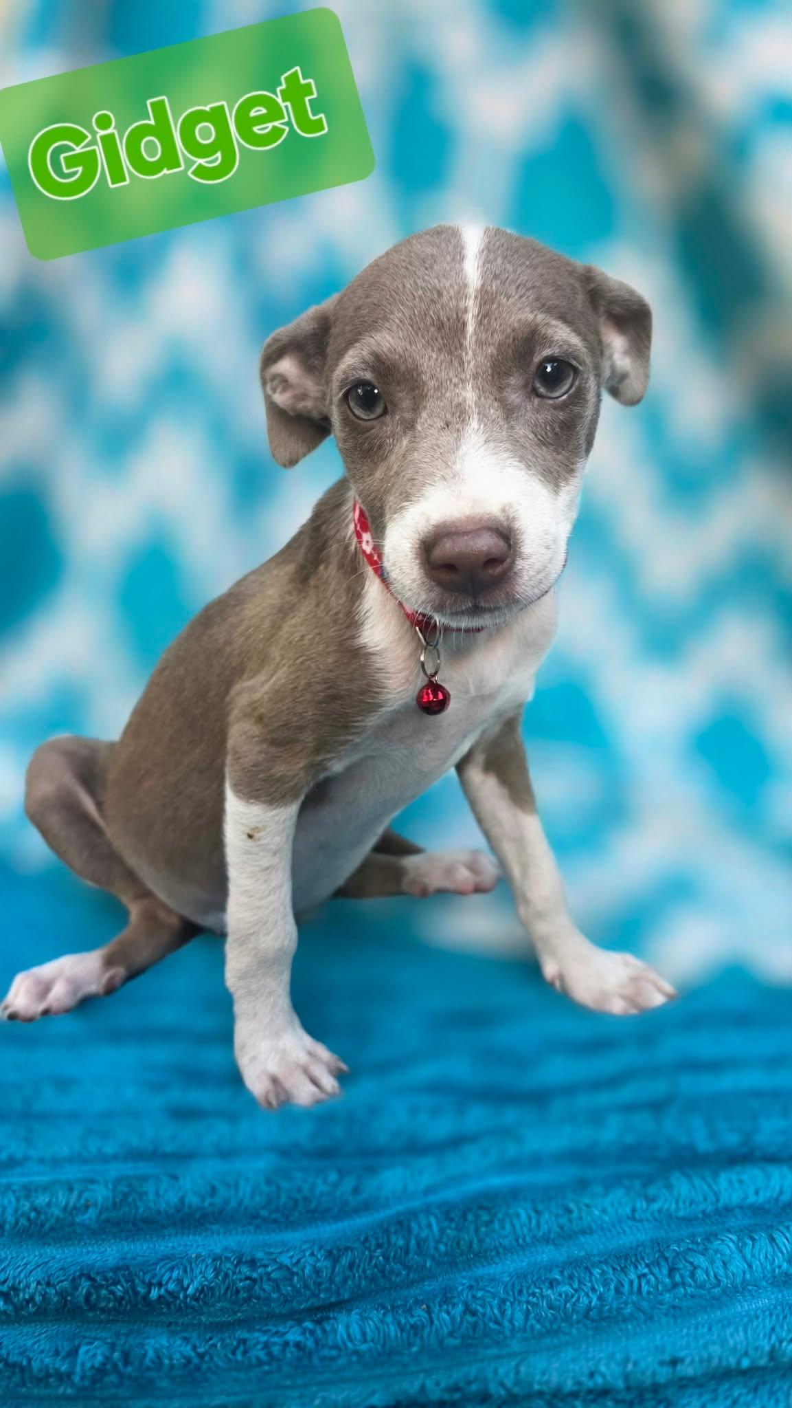 Enlarge Gidget, a Adoptable mixed breed in church point, LA image 4/6