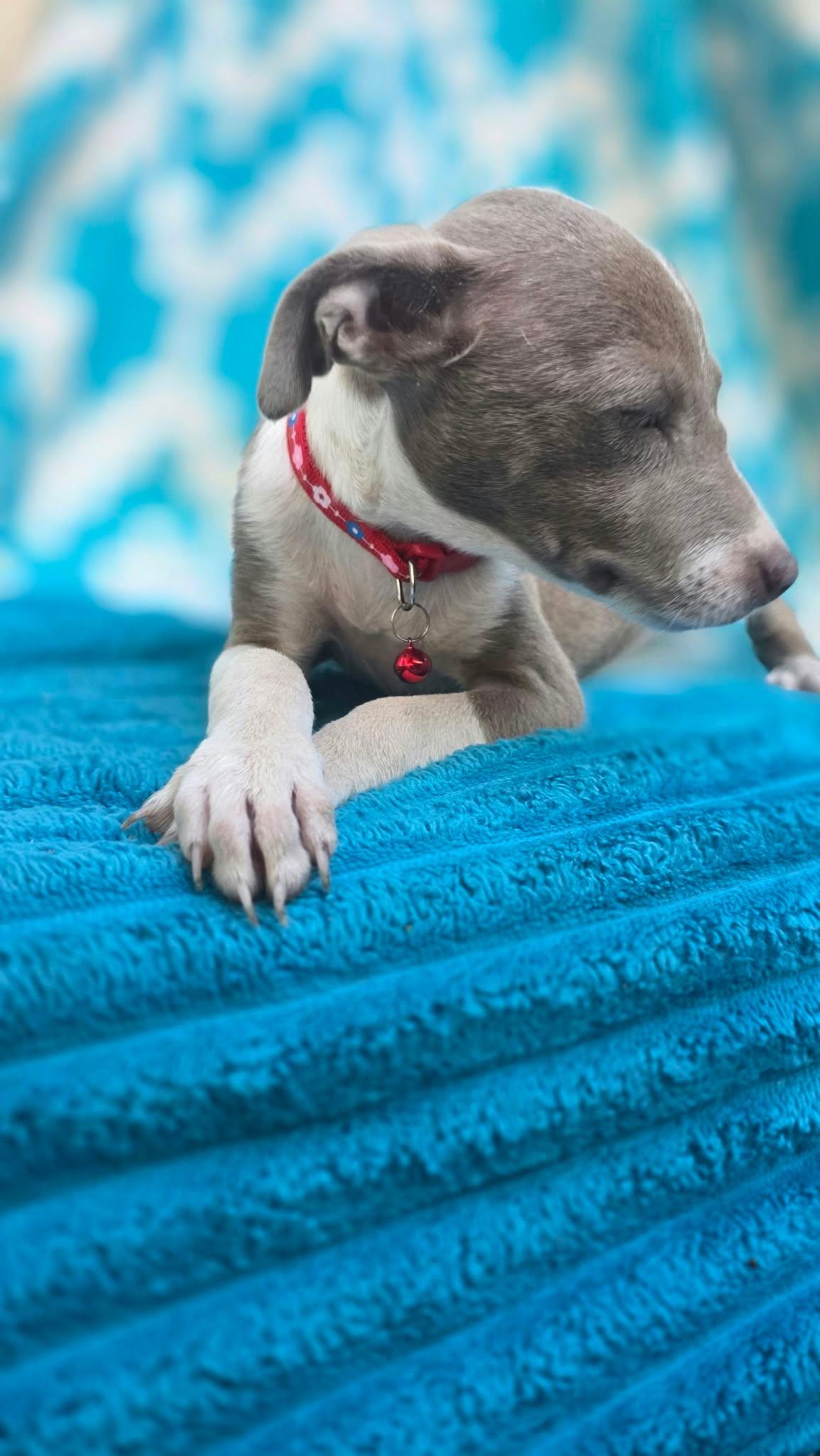 Enlarge Gidget, a Adoptable mixed breed in church point, LA image 3/6
