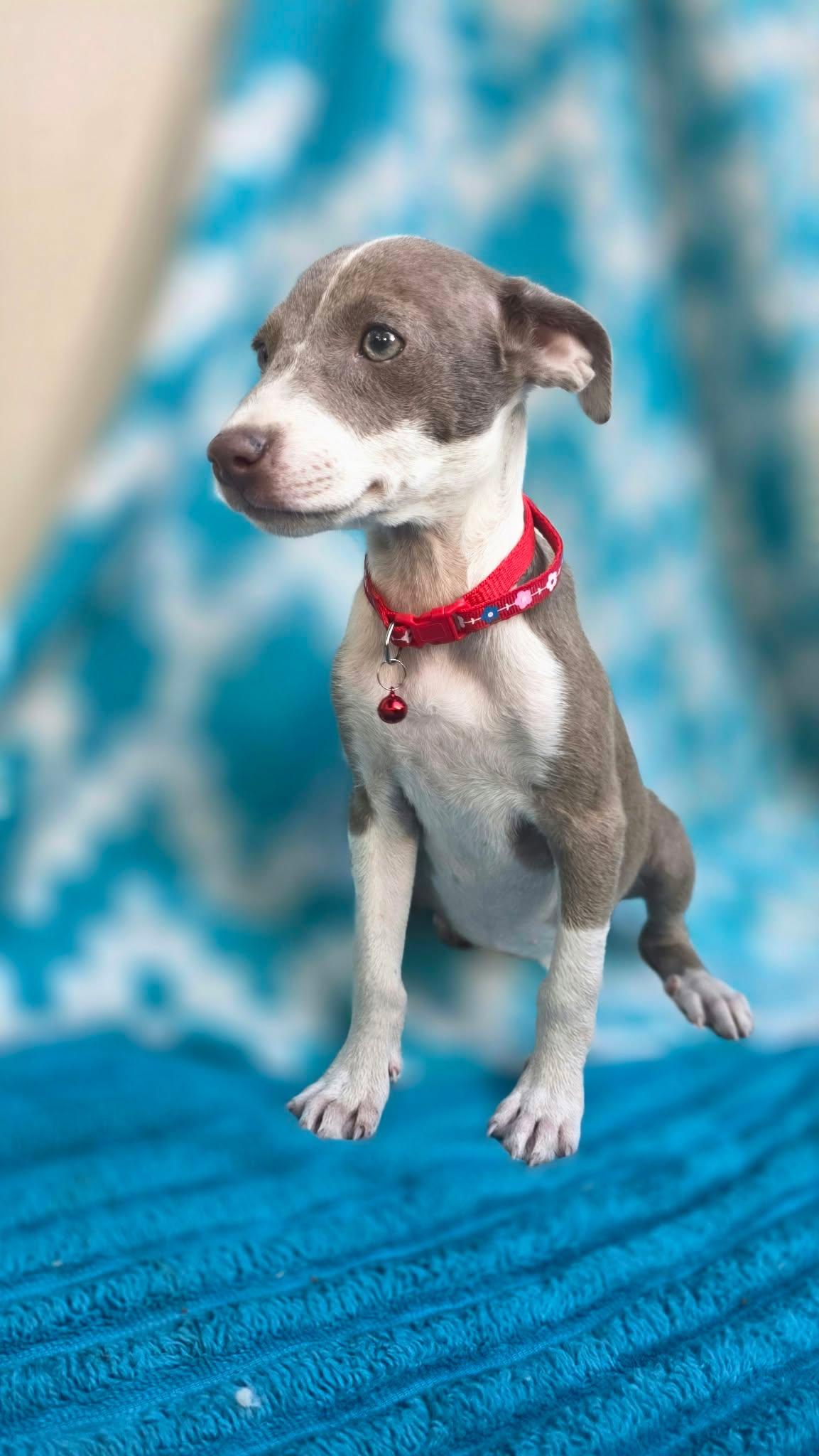 Enlarge Gidget, a Adoptable mixed breed in church point, LA image 2/6