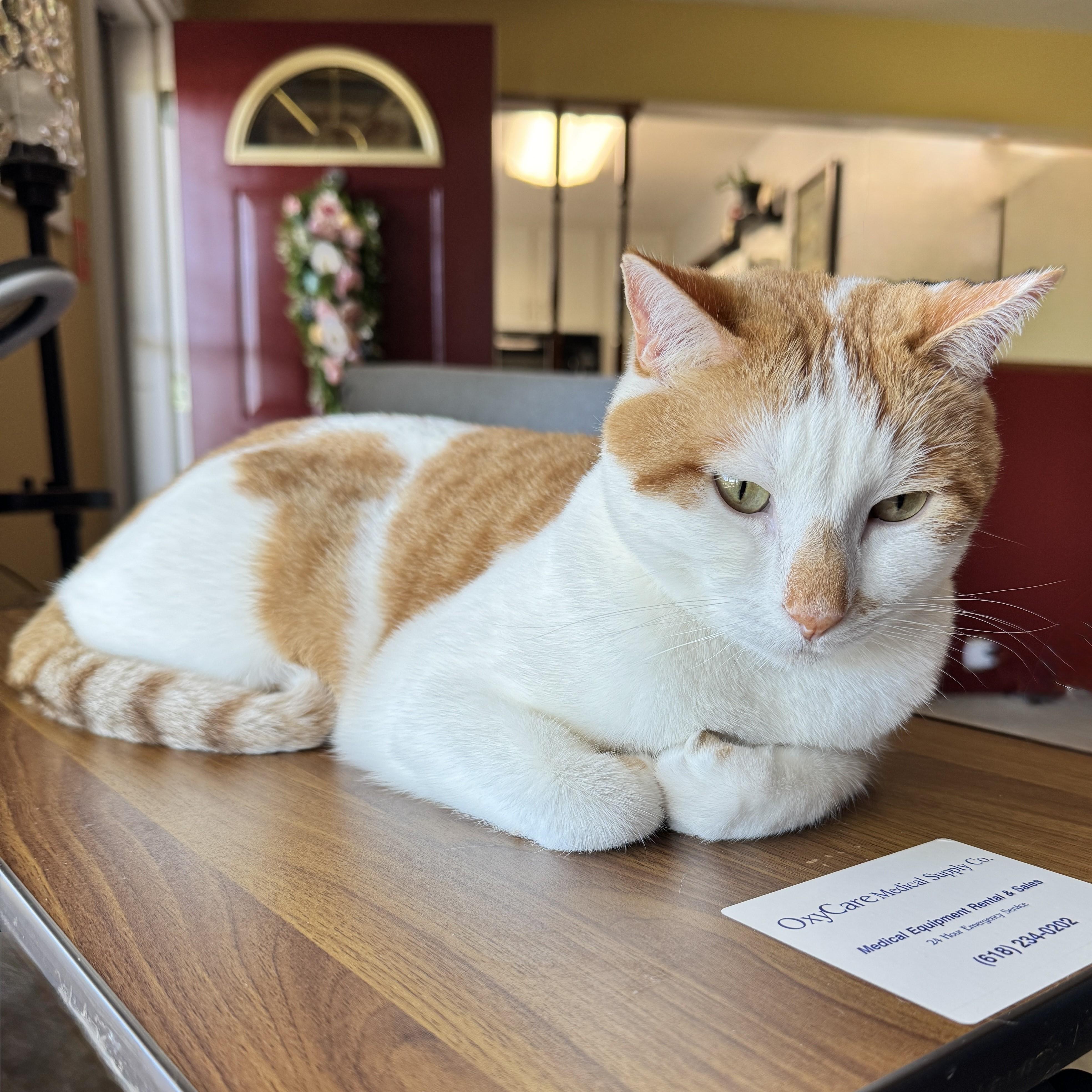 Enlarge Rosie and Rusty (Bonded Pair), an adoptable Domestic Medium Hair in St. Louis, MO image 5/6