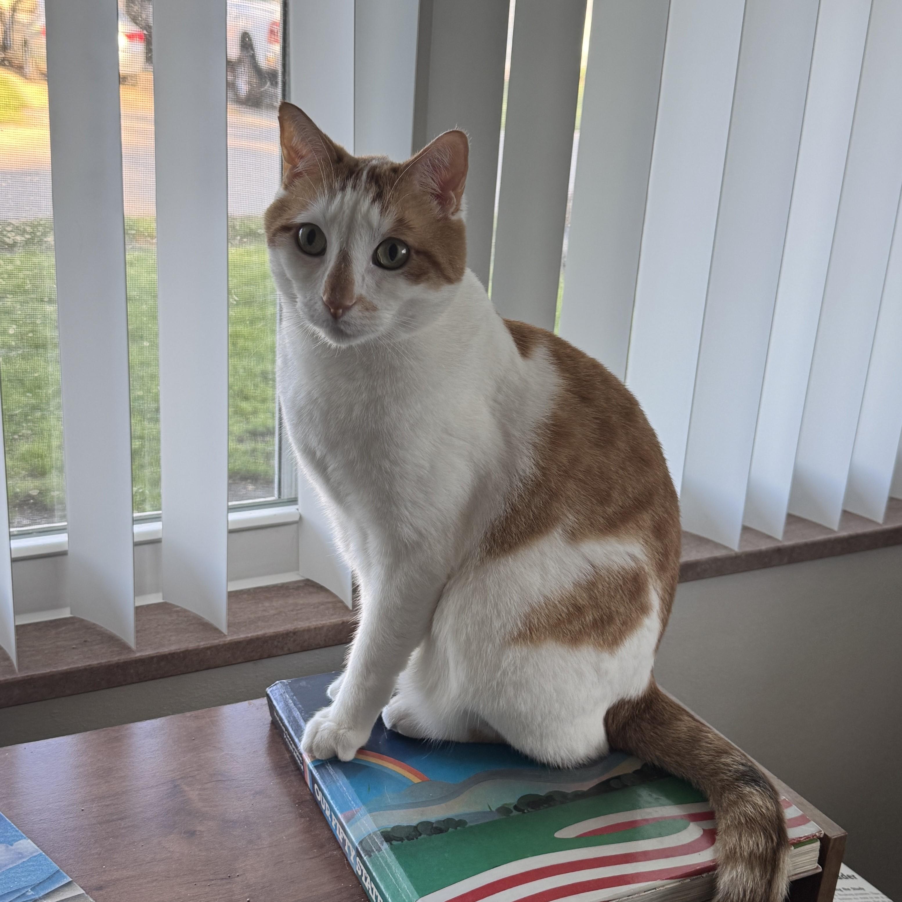 Enlarge Rosie and Rusty (Bonded Pair), an adoptable Domestic Medium Hair in St. Louis, MO image 4/6
