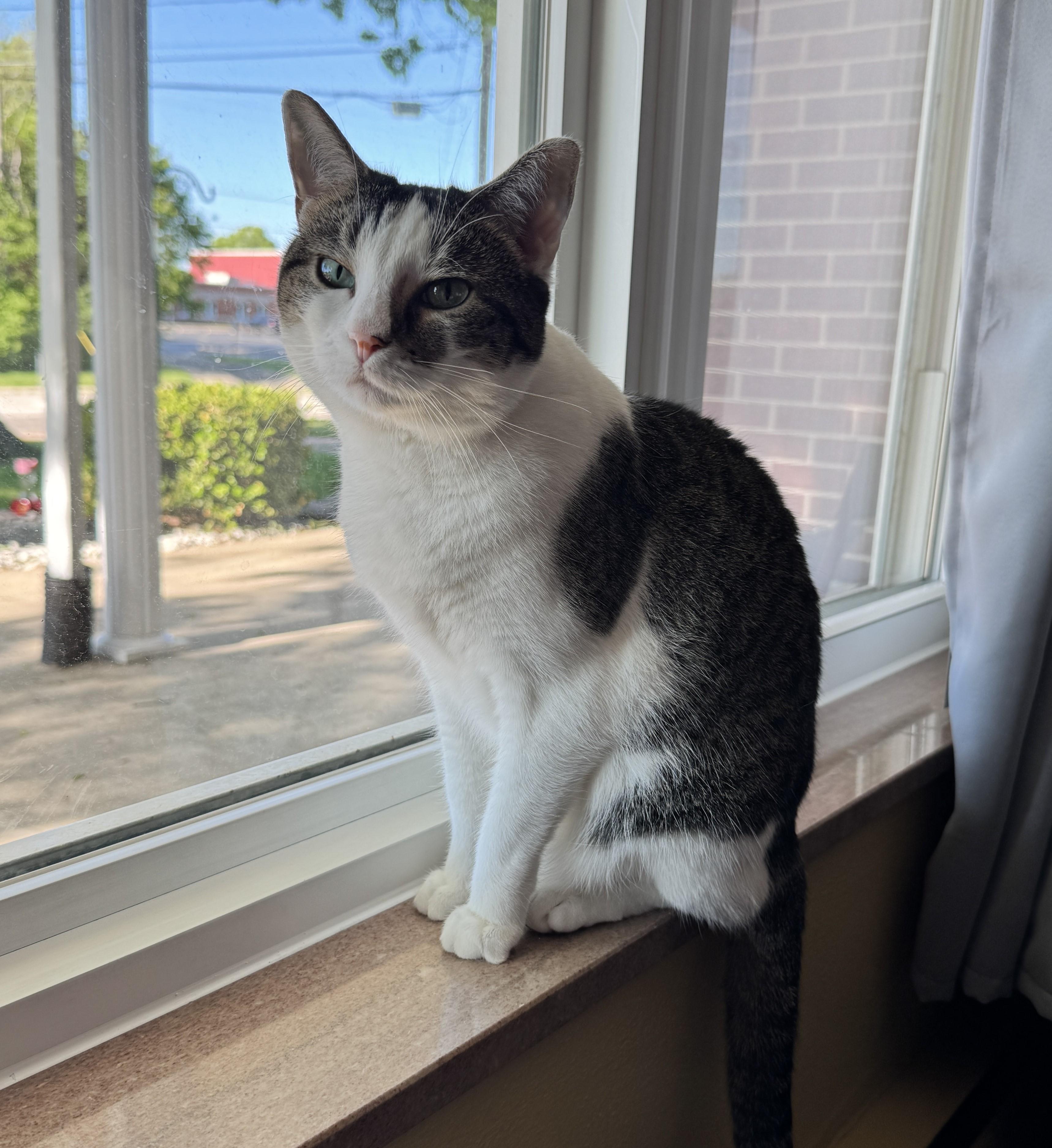 Enlarge Rosie and Rusty (Bonded Pair), an adoptable Domestic Medium Hair in St. Louis, MO image 3/6