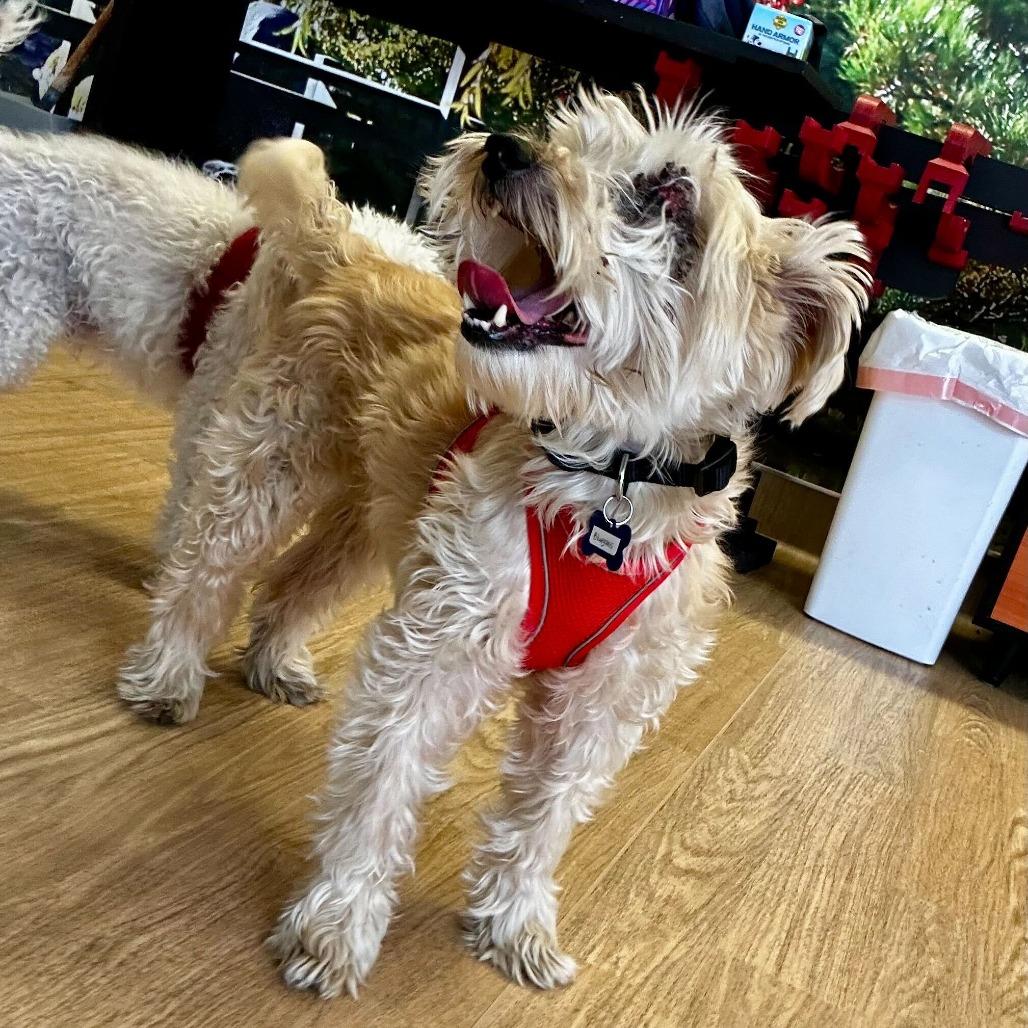 Bluegrass 14100, Adoptable, Senior Male Miniature Schnauzer & Yorkshire Terrier.