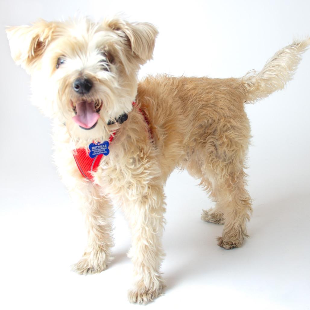 Enlarge Bluegrass 14100, a Adoptable mixed breed in San Francisco, CA image 2/6