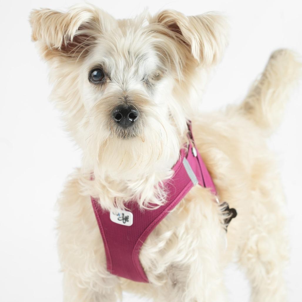 Enlarge Bluegrass 14100, a Adoptable mixed breed in San Francisco, CA image 3/6