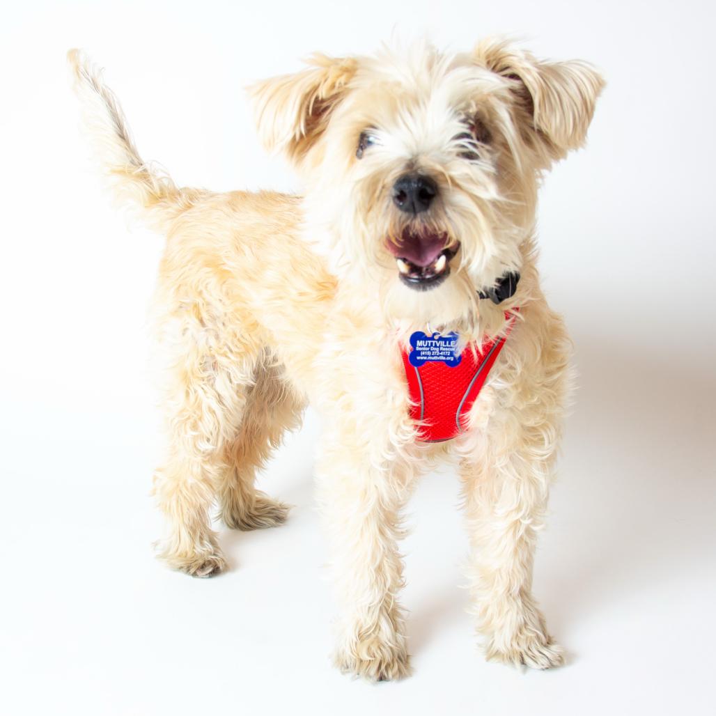 Enlarge Bluegrass 14100, a Adoptable mixed breed in San Francisco, CA image 3/6