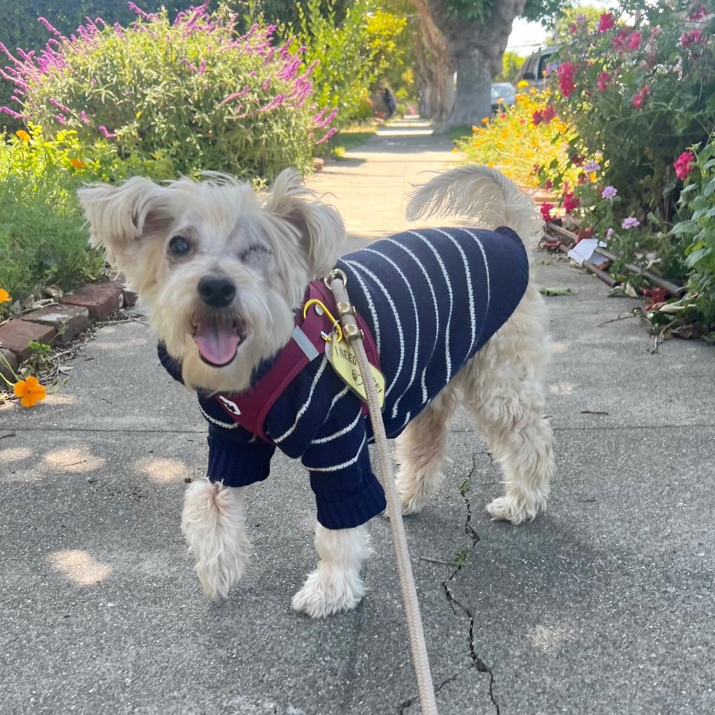 Enlarge Bluegrass 14100, a Adoptable mixed breed in San Francisco, CA image 4/6