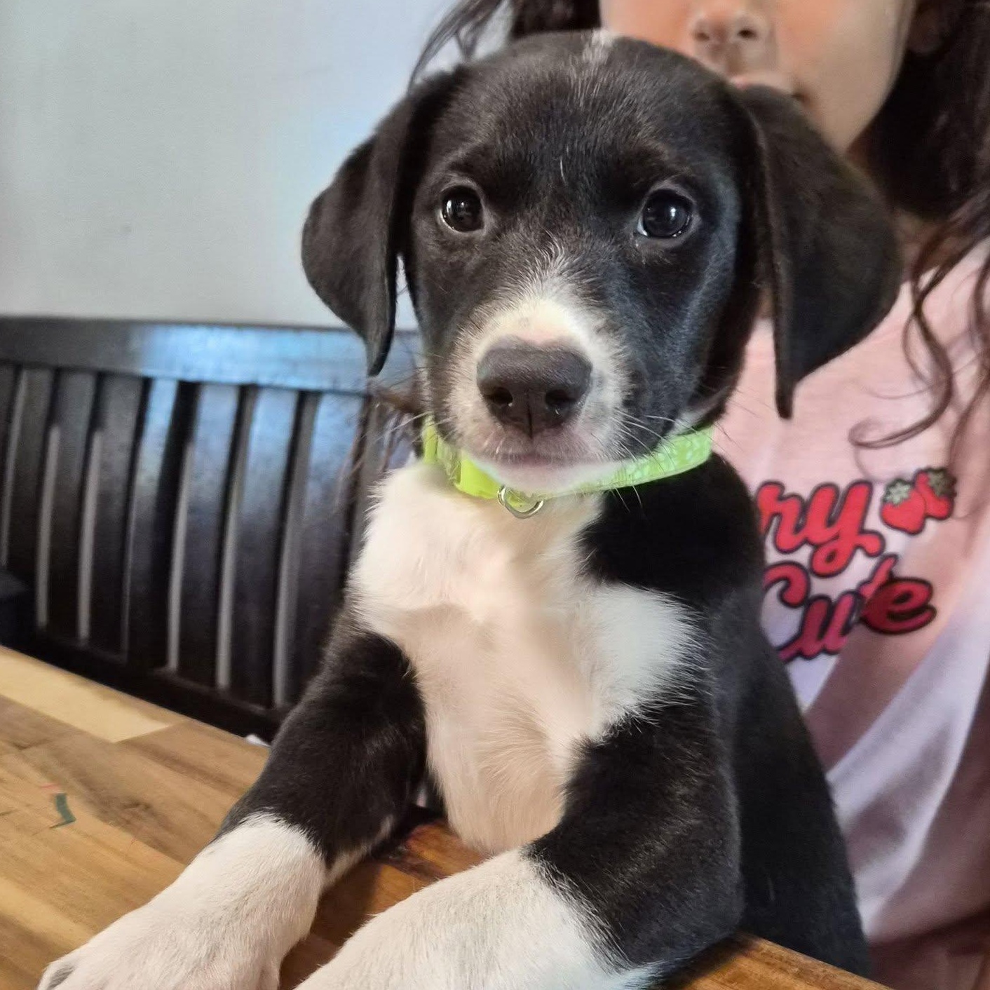 River, ADOPTABLE, Puppy Female Labrador Retriever & Beagle.