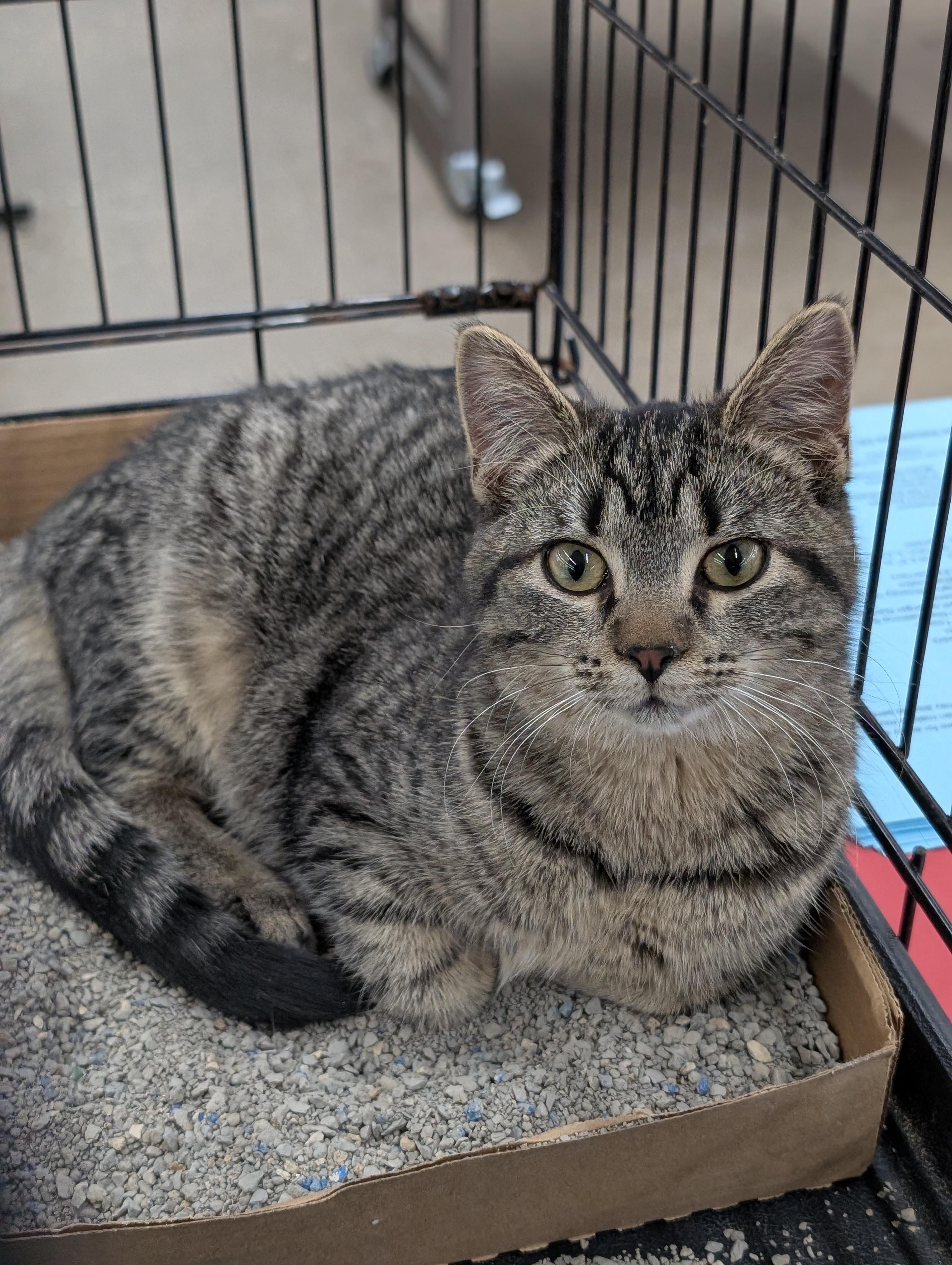 Enlarge Bear, a ADOPTABLE Domestic Short Hair in Tilton, IL image 1/6