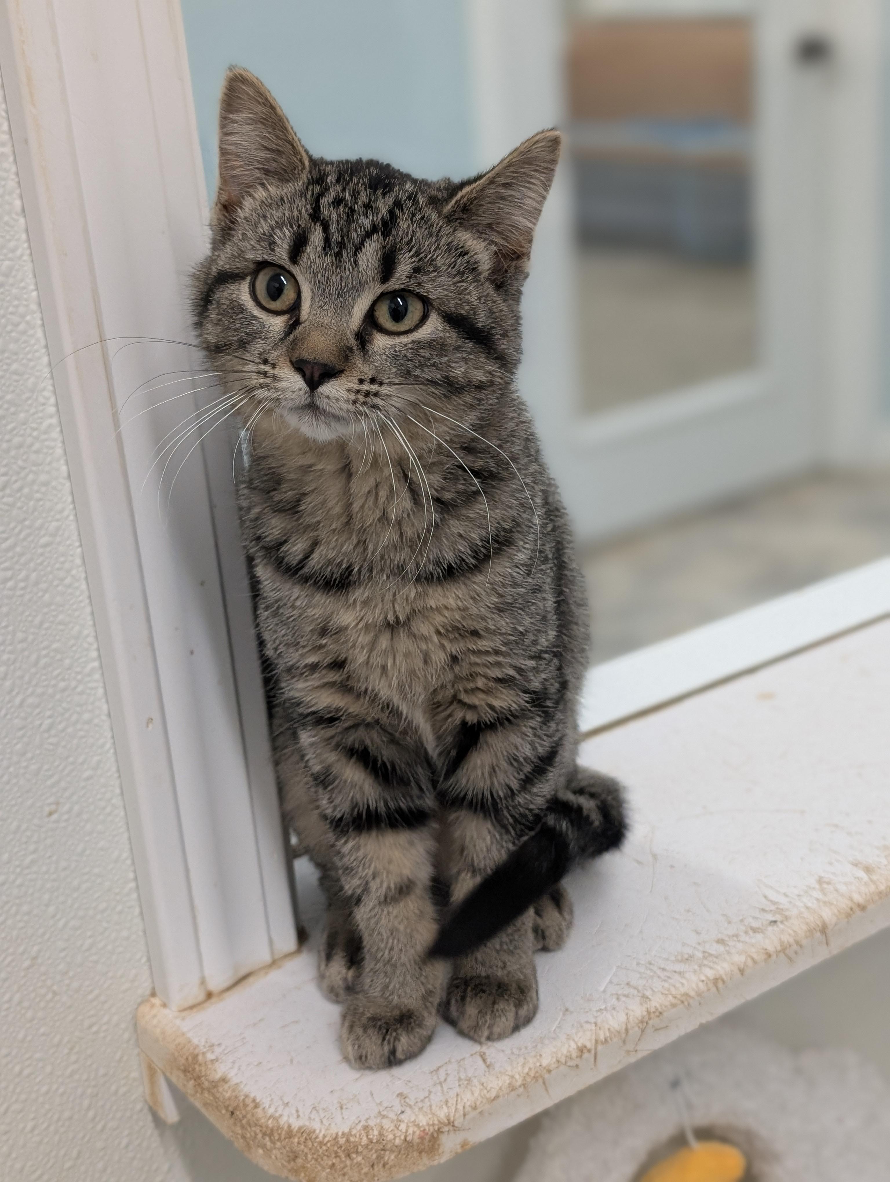 Enlarge Bear, a ADOPTABLE Domestic Short Hair in Tilton, IL image 4/6
