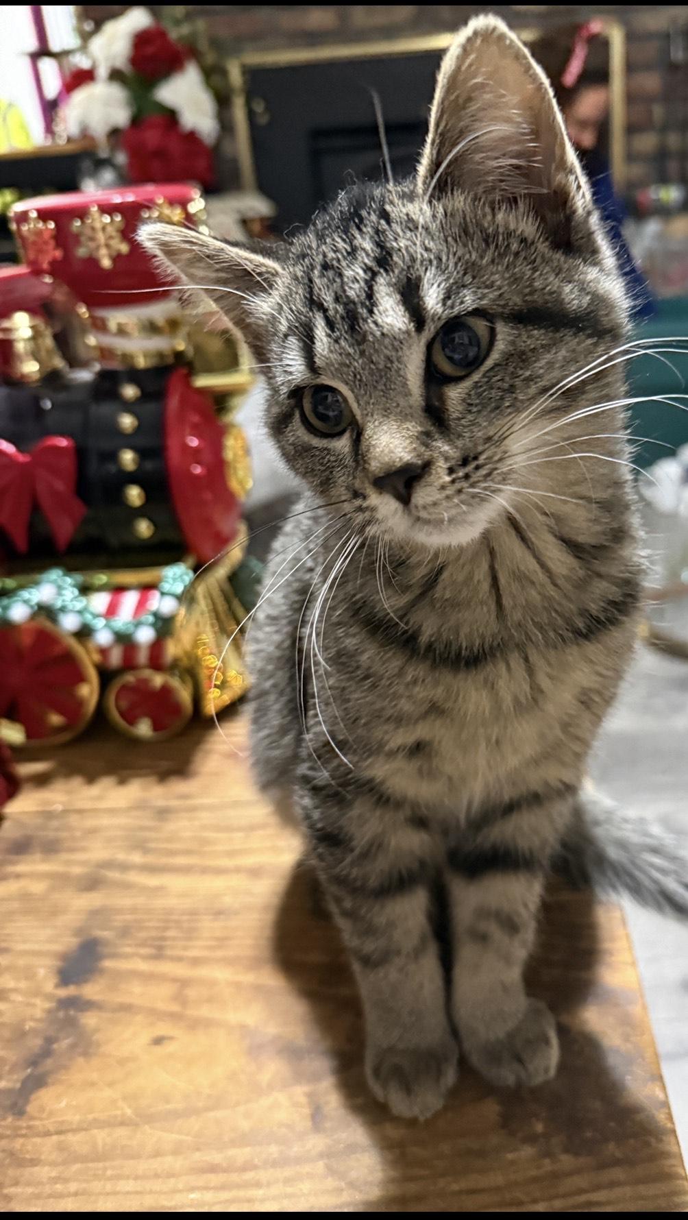 Enlarge Bear, a ADOPTABLE Domestic Short Hair in Tilton, IL image 5/6