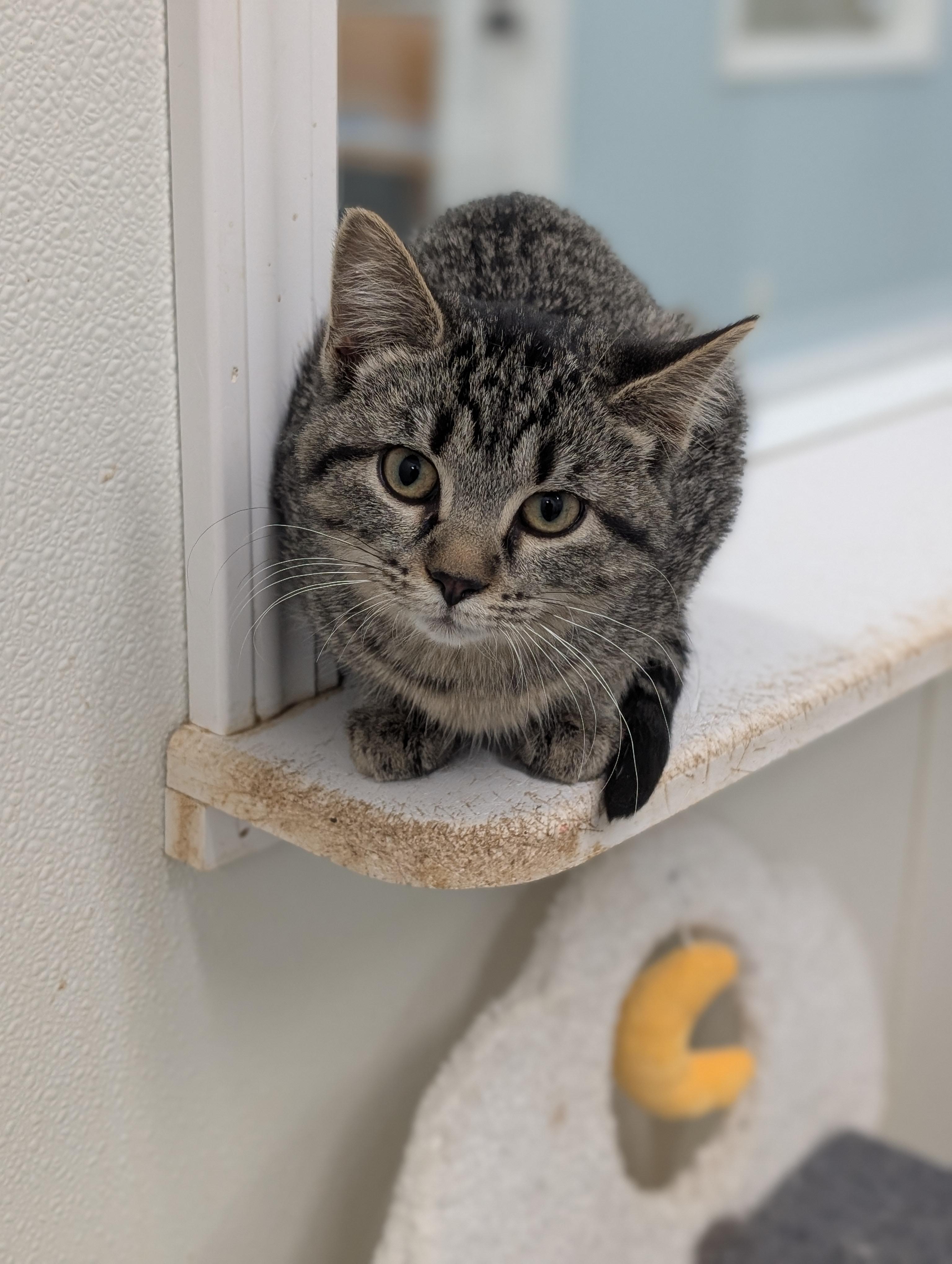 Enlarge Bear, a ADOPTABLE Domestic Short Hair in Tilton, IL image 3/6