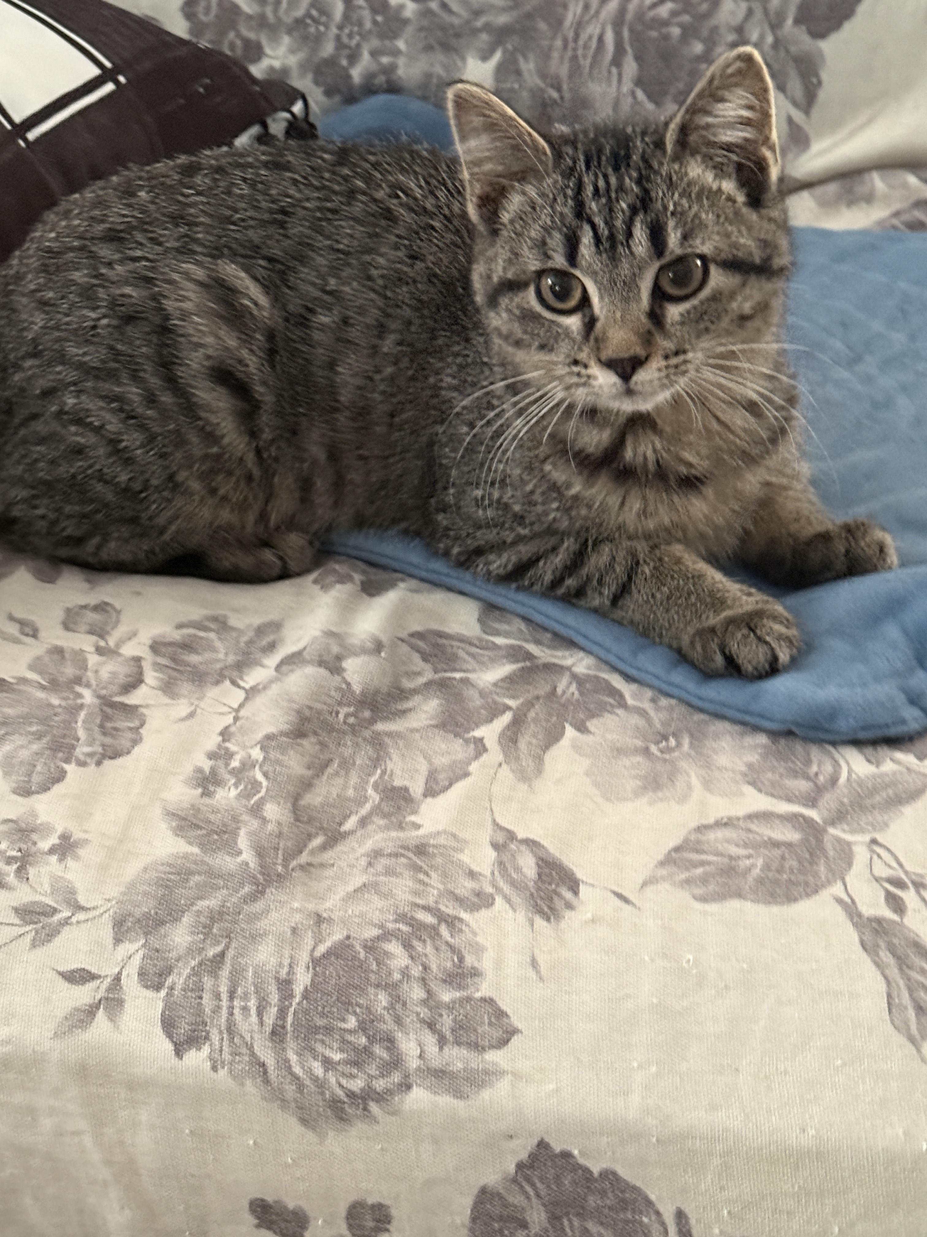 Enlarge Bear, a ADOPTABLE Domestic Short Hair in Tilton, IL image 6/6