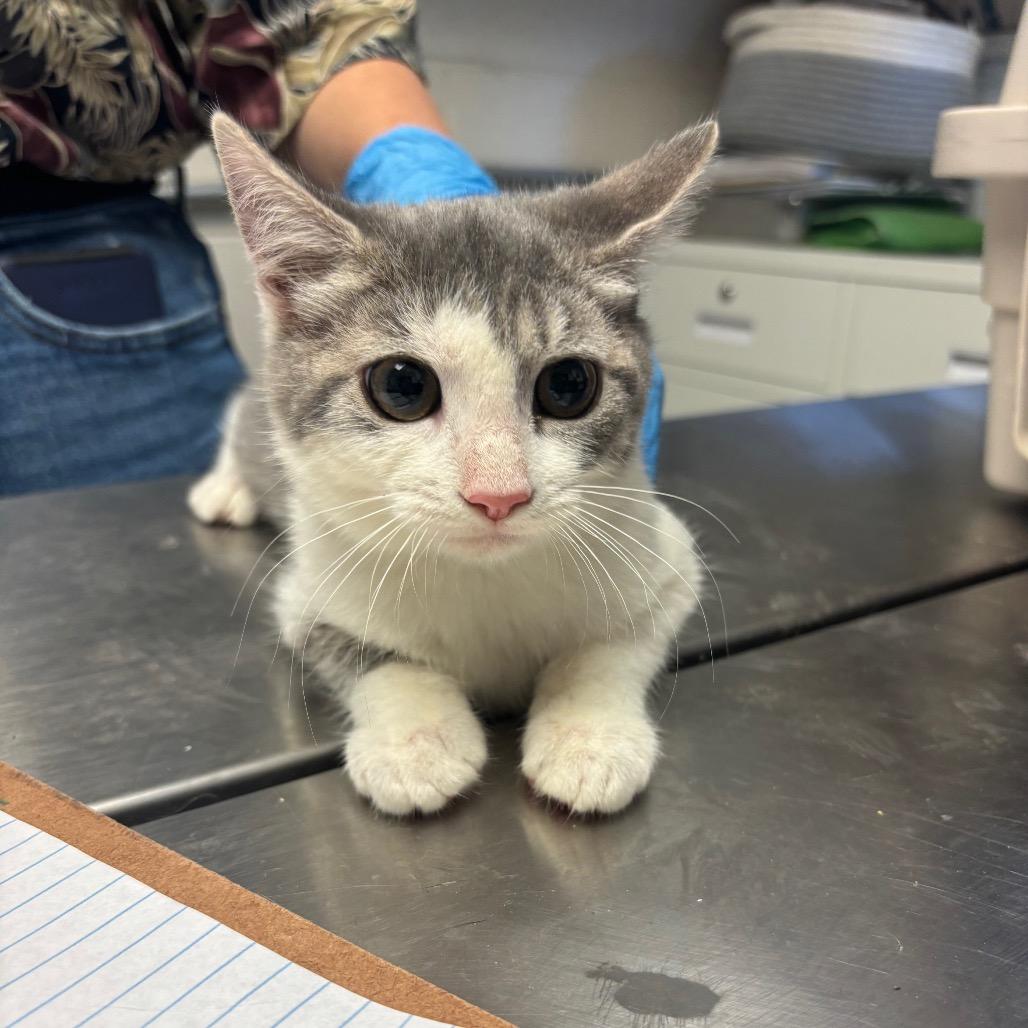 Portobello, Adoptable, Young Female Domestic Short Hair.