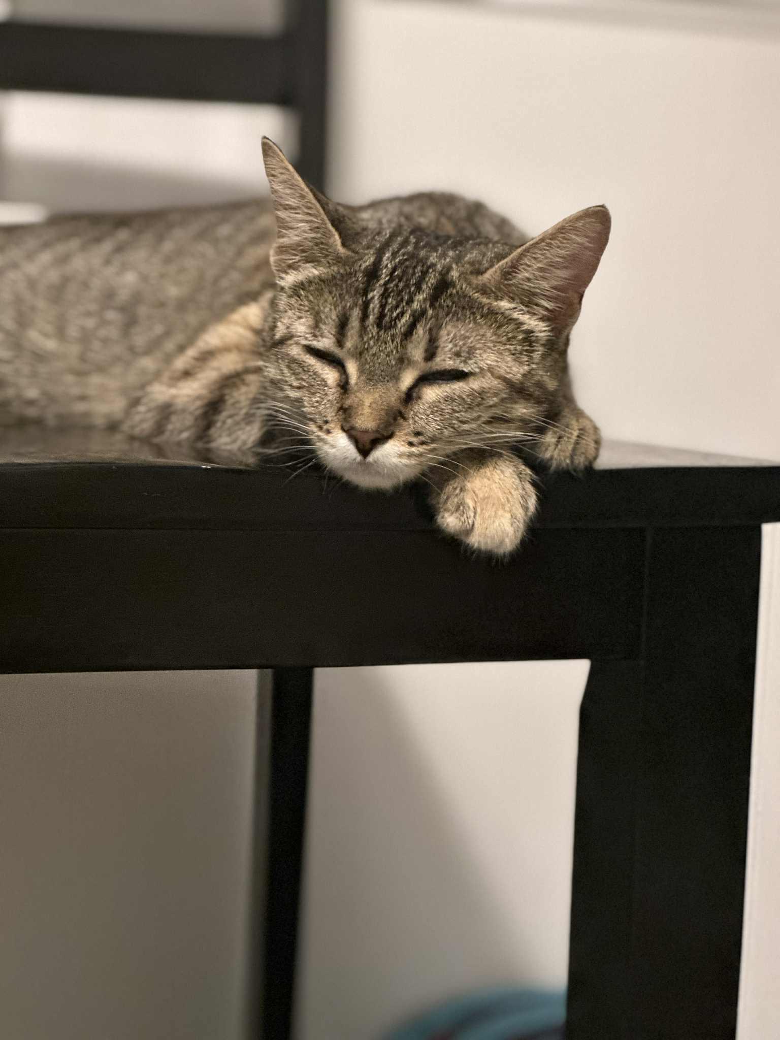 Miles, a Adoptable Domestic Short Hair in Milwaukee, WI image 2/5