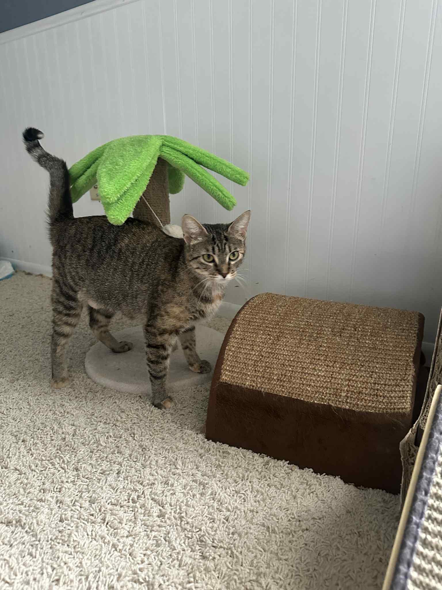 Miles, a Adoptable Domestic Short Hair in Milwaukee, WI image 3/5