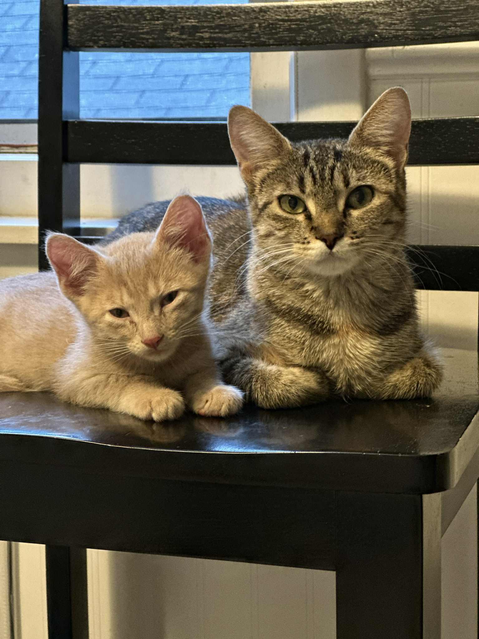 Miles, a Adoptable Domestic Short Hair in Milwaukee, WI image 4/5