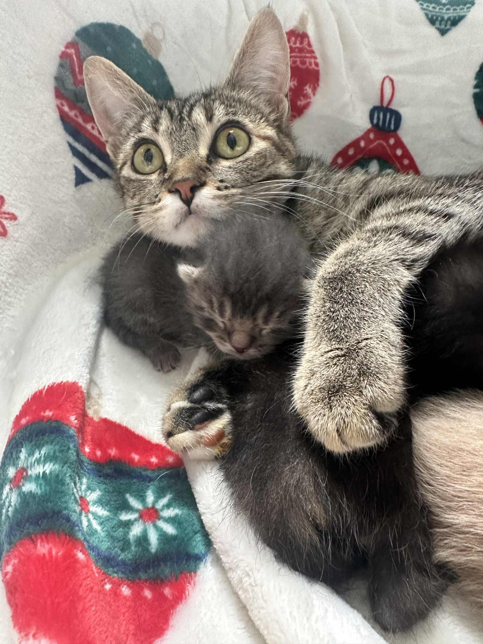 Miles, a Adoptable Domestic Short Hair in Milwaukee, WI image 5/5