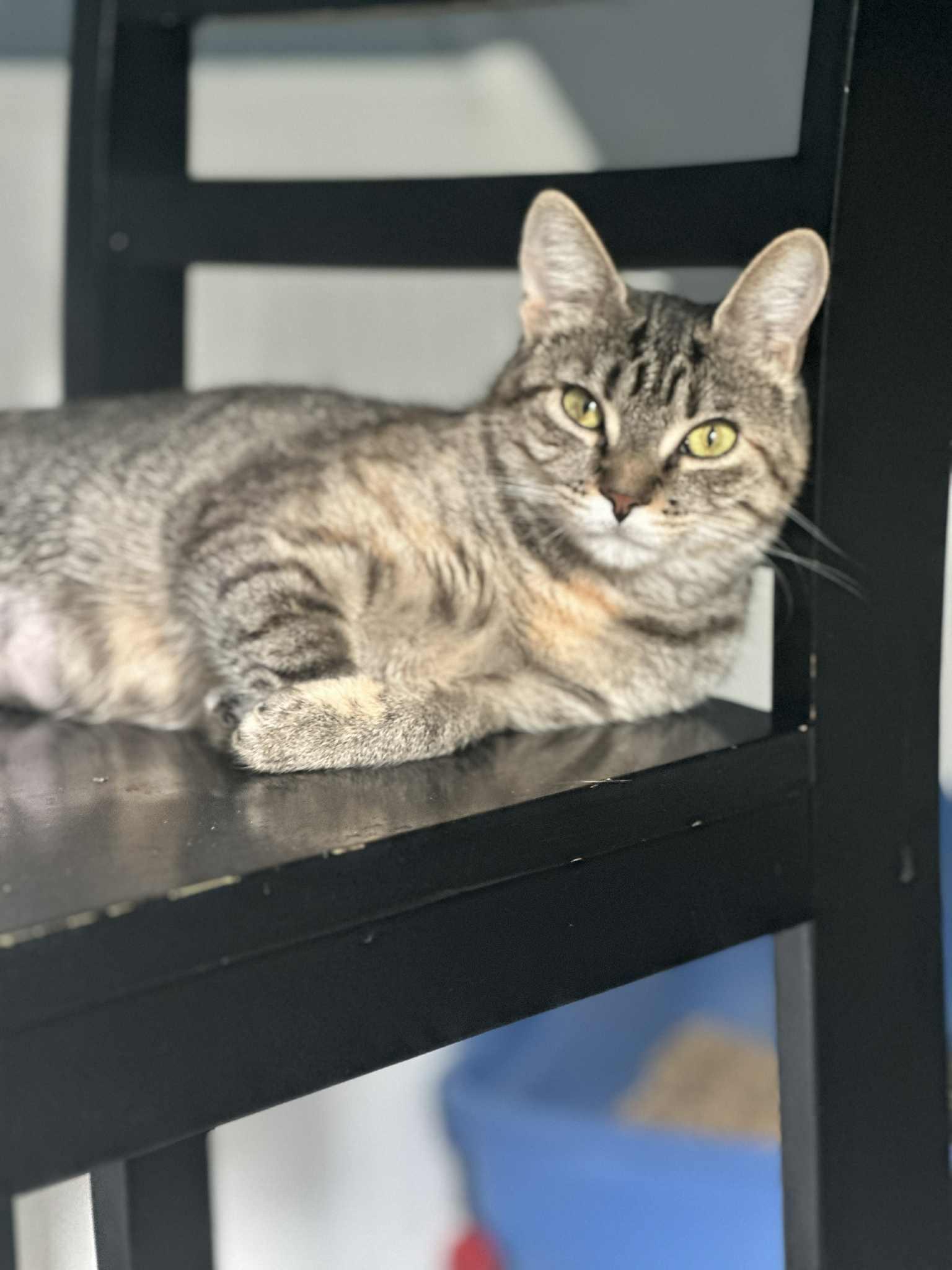 Miles, a Adoptable Domestic Short Hair in Milwaukee, WI image 1/5