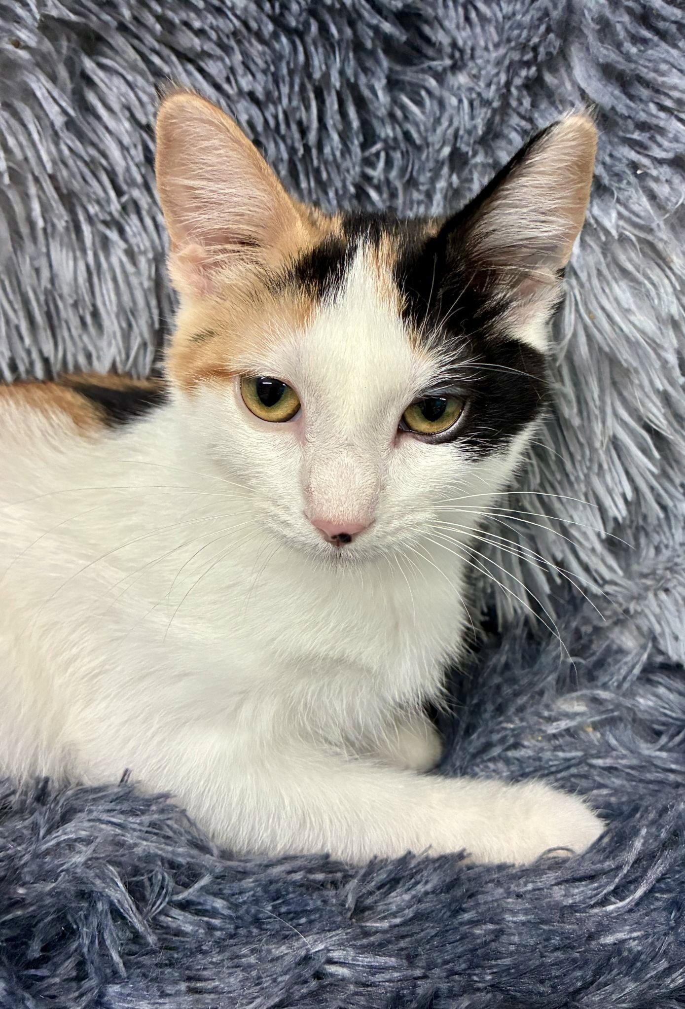 Miss Moneypenny, Adoptable, Kitten Female Domestic Short Hair.