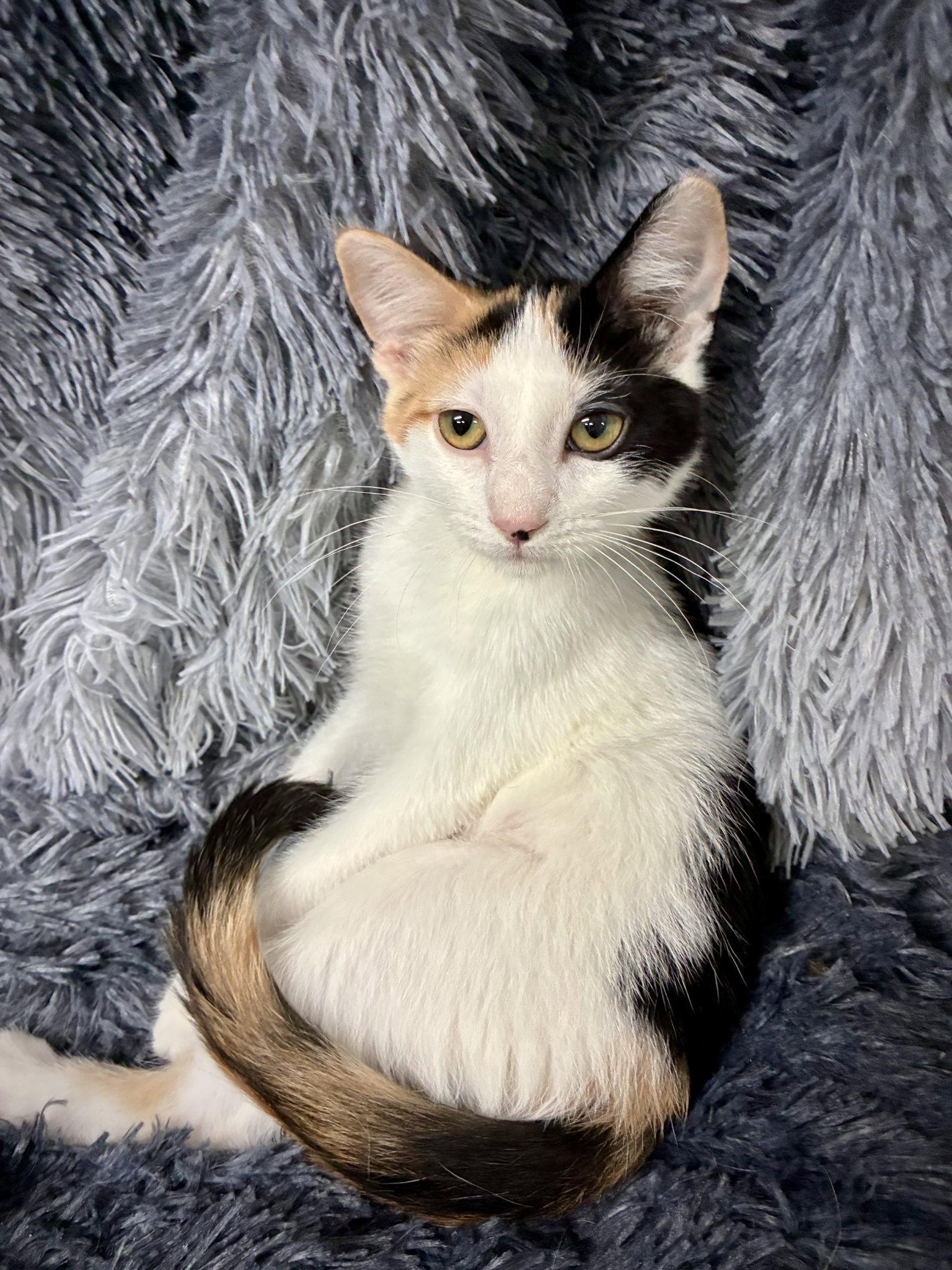 Enlarge Miss Moneypenny, a Adoptable Domestic Short Hair in Forest Lake, MN image 2/2