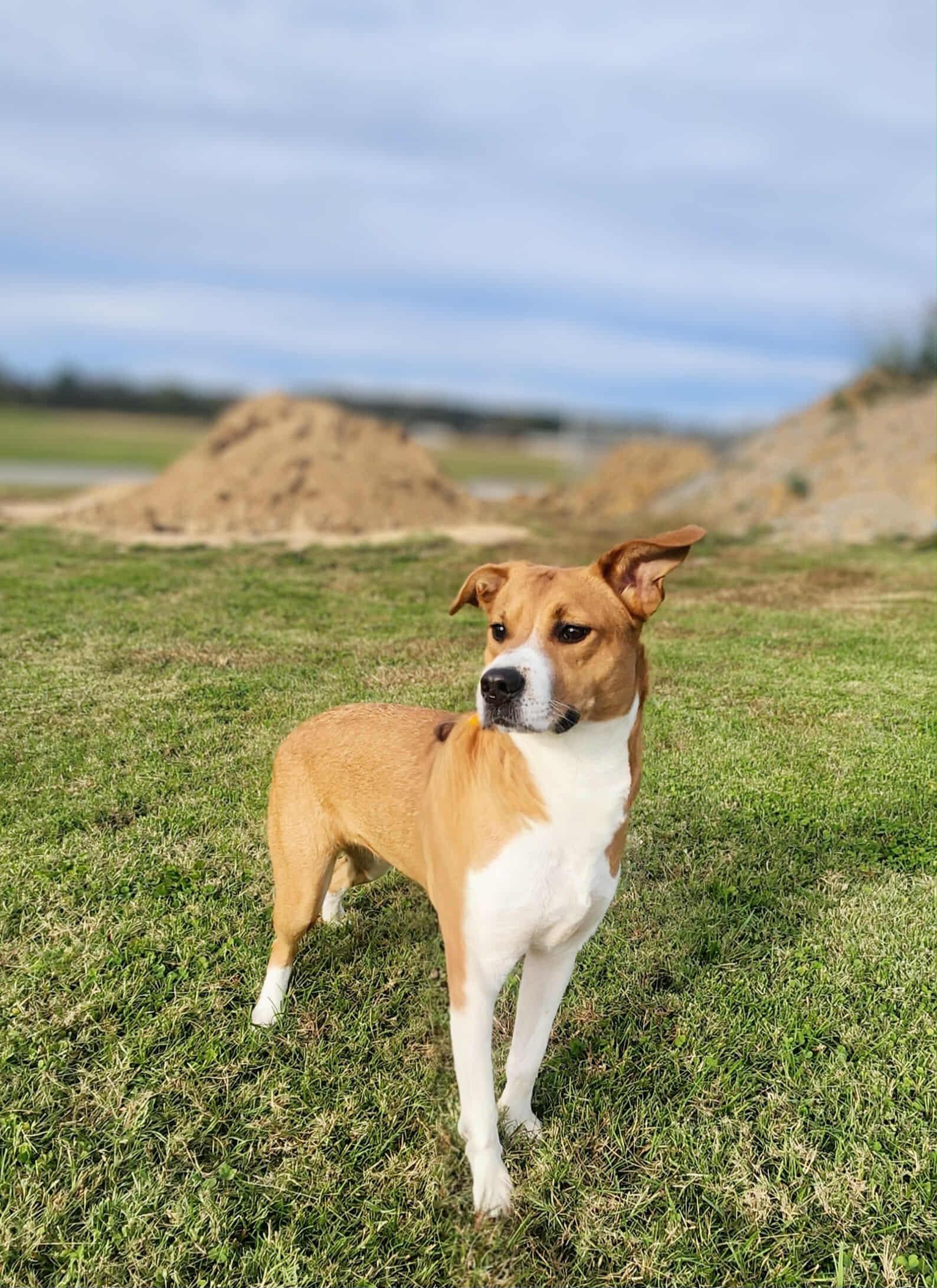 Sydney, Adoptable, Adult Female Mixed Breed.