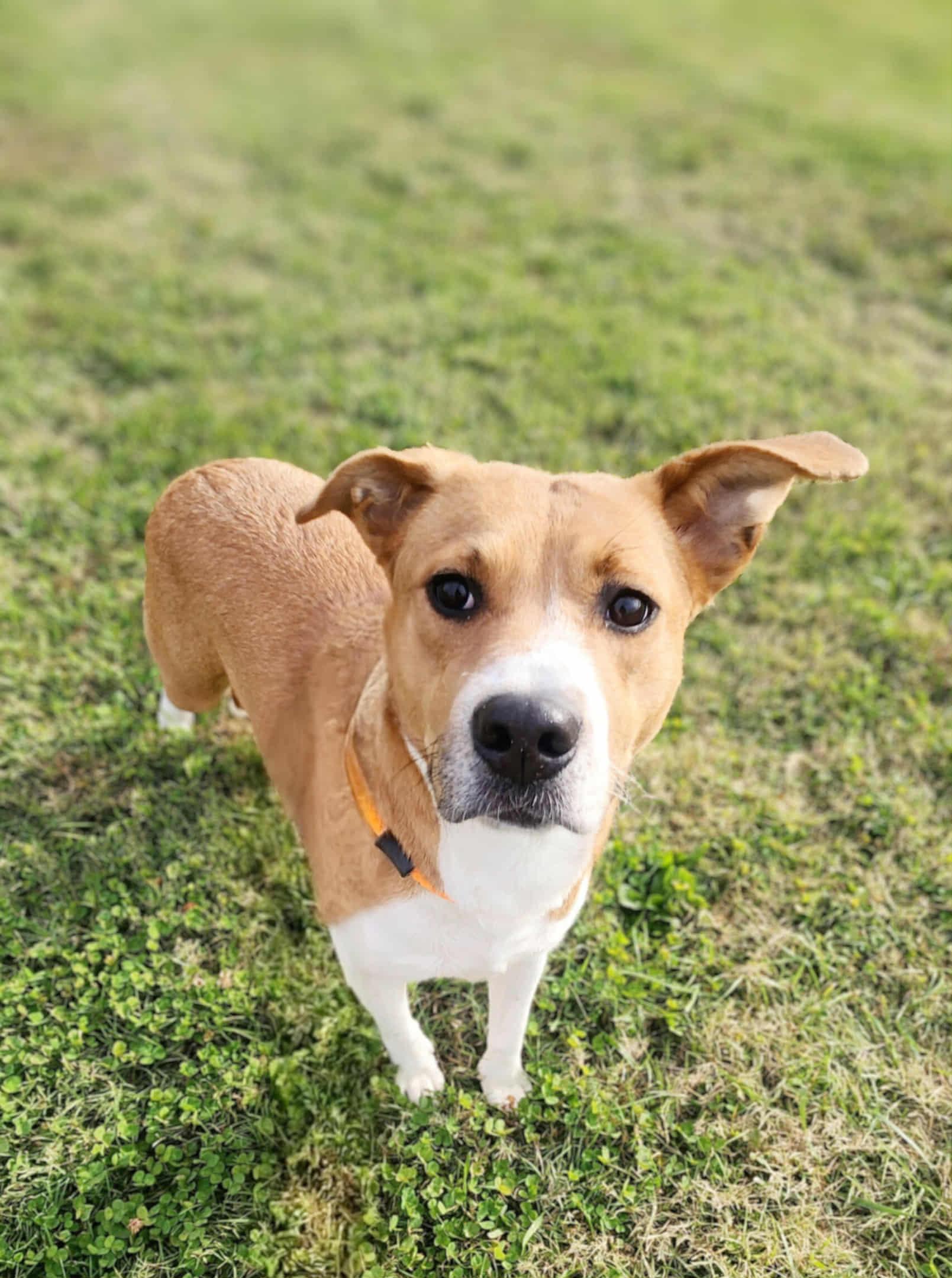 Enlarge Sydney, a Adoptable Mixed Breed in Greenville, KY image 3/3