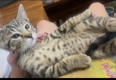 Jasper, Adopted, Young Male Tabby.