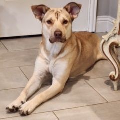 Enlarge Fawn , a Adoptable mixed breed in Dallas, TX image 1/1