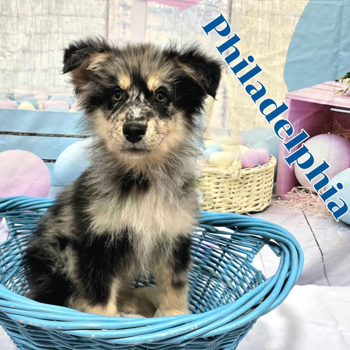 Philadelphia , adopted, Puppy Male Mixed Breed.