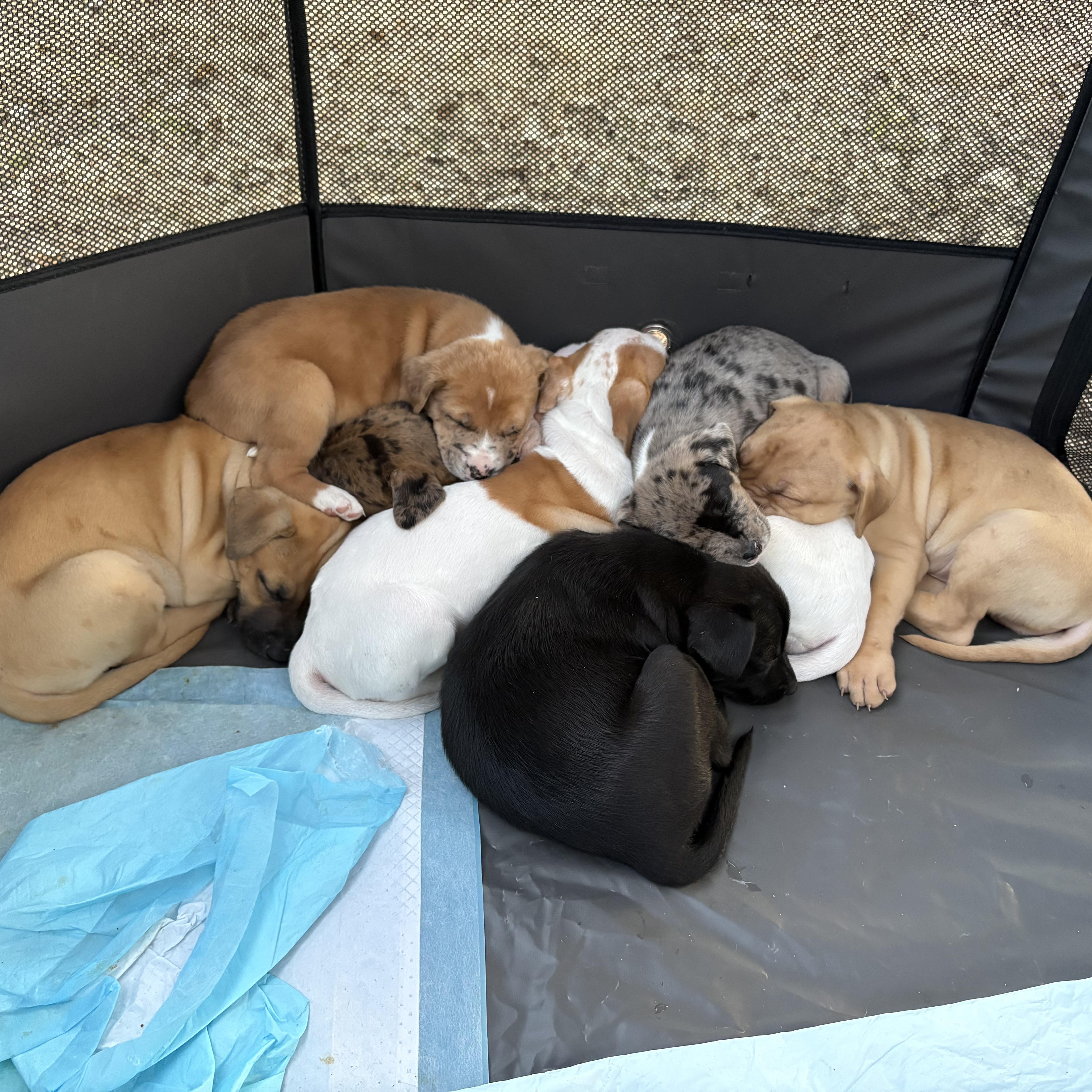 Pepper — thumbnail 3